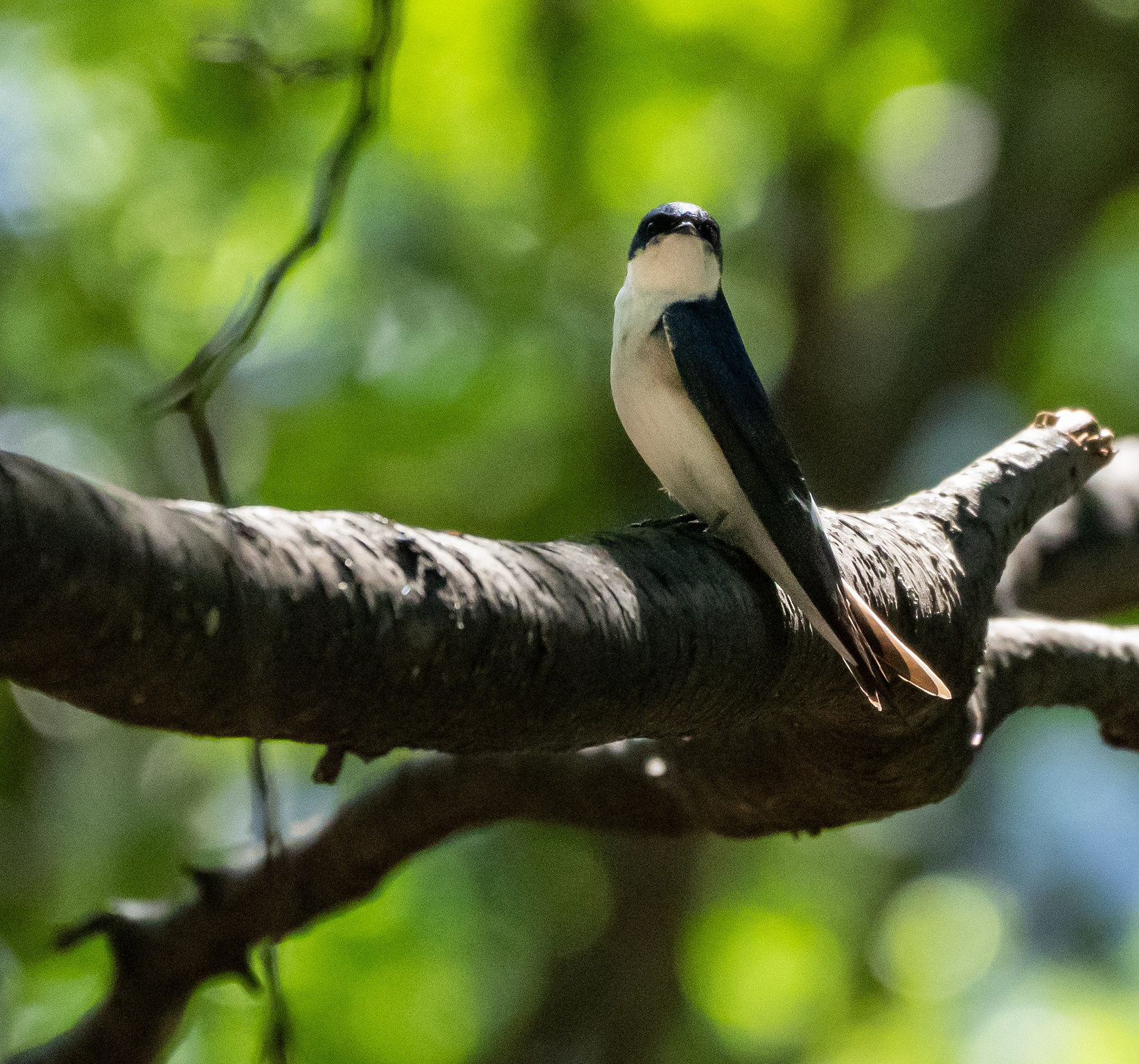 Chilean Swallow perched on a tree branch 