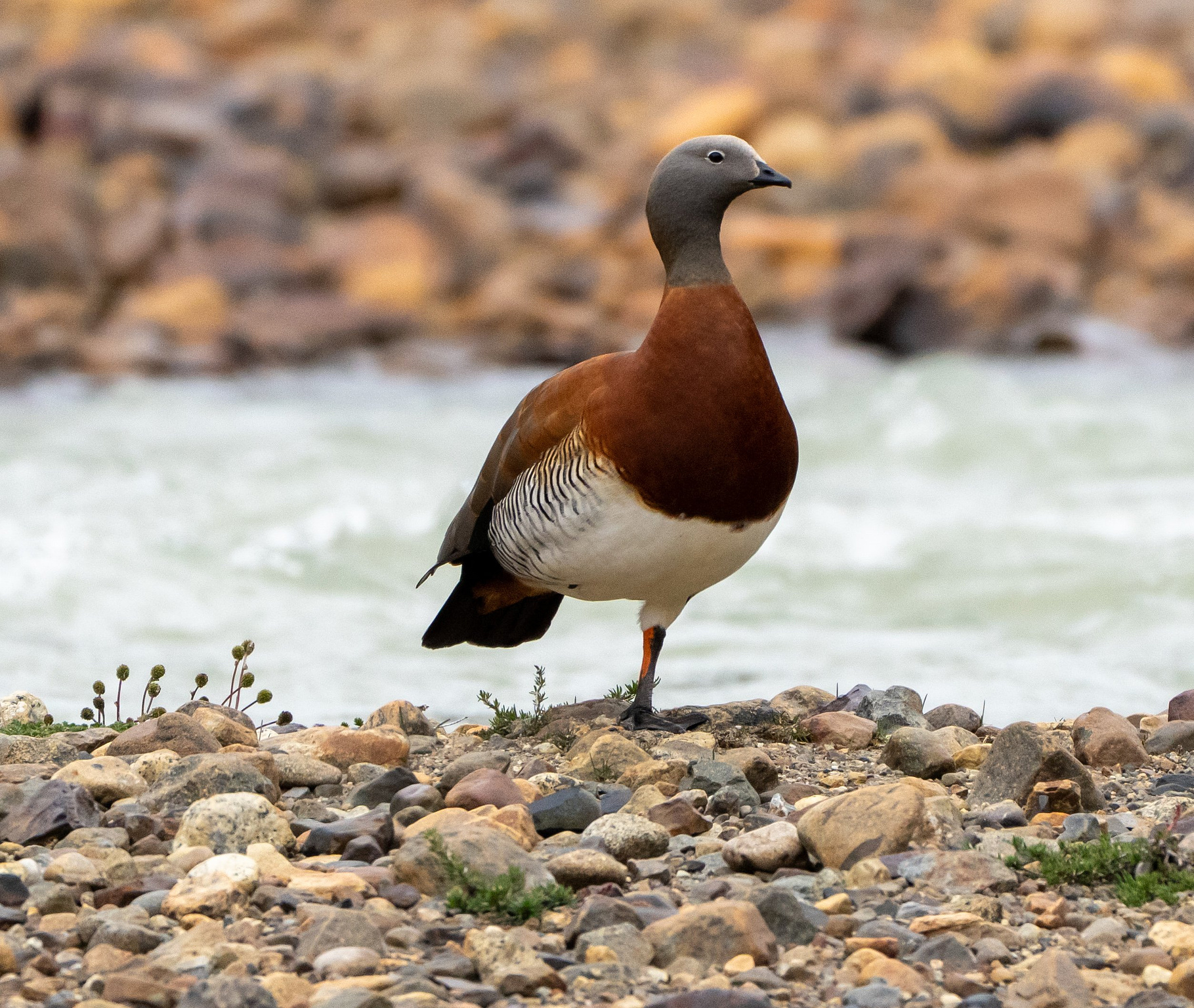 Ashy-headed Goose standing on one leg beside a river