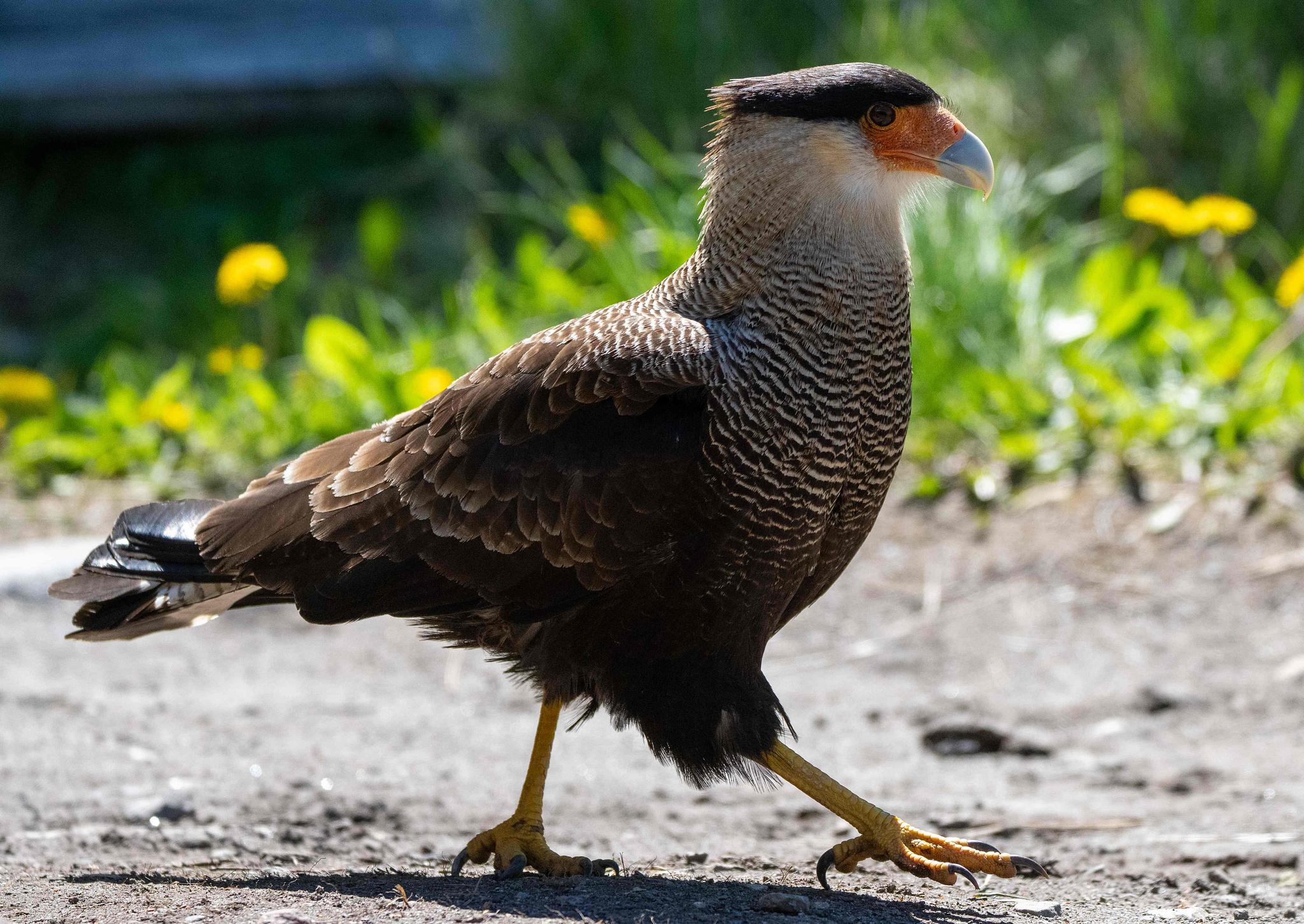 Crested Caracara walking on the ground 