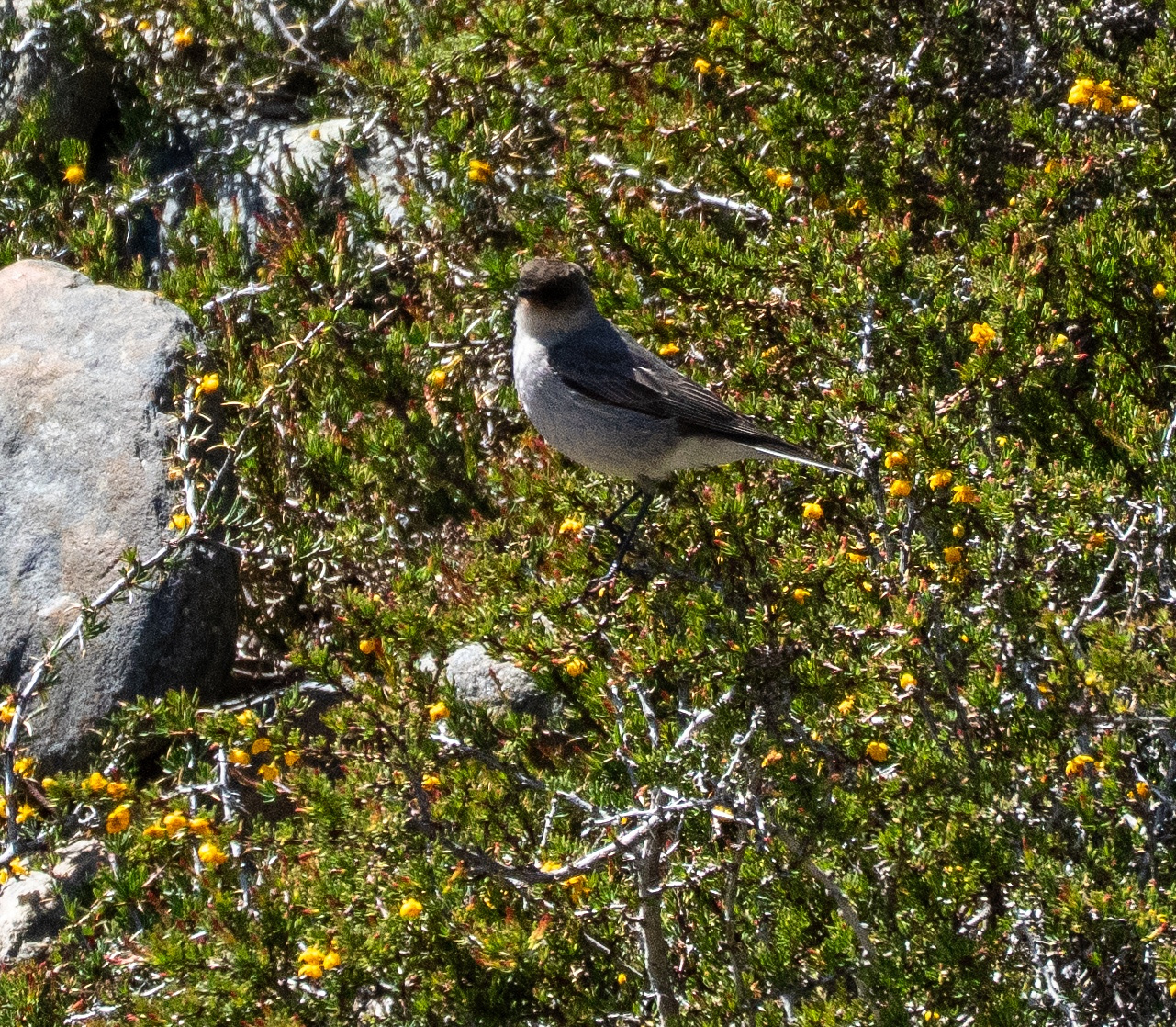 Dark-faced Ground Tyrant standing on a bush