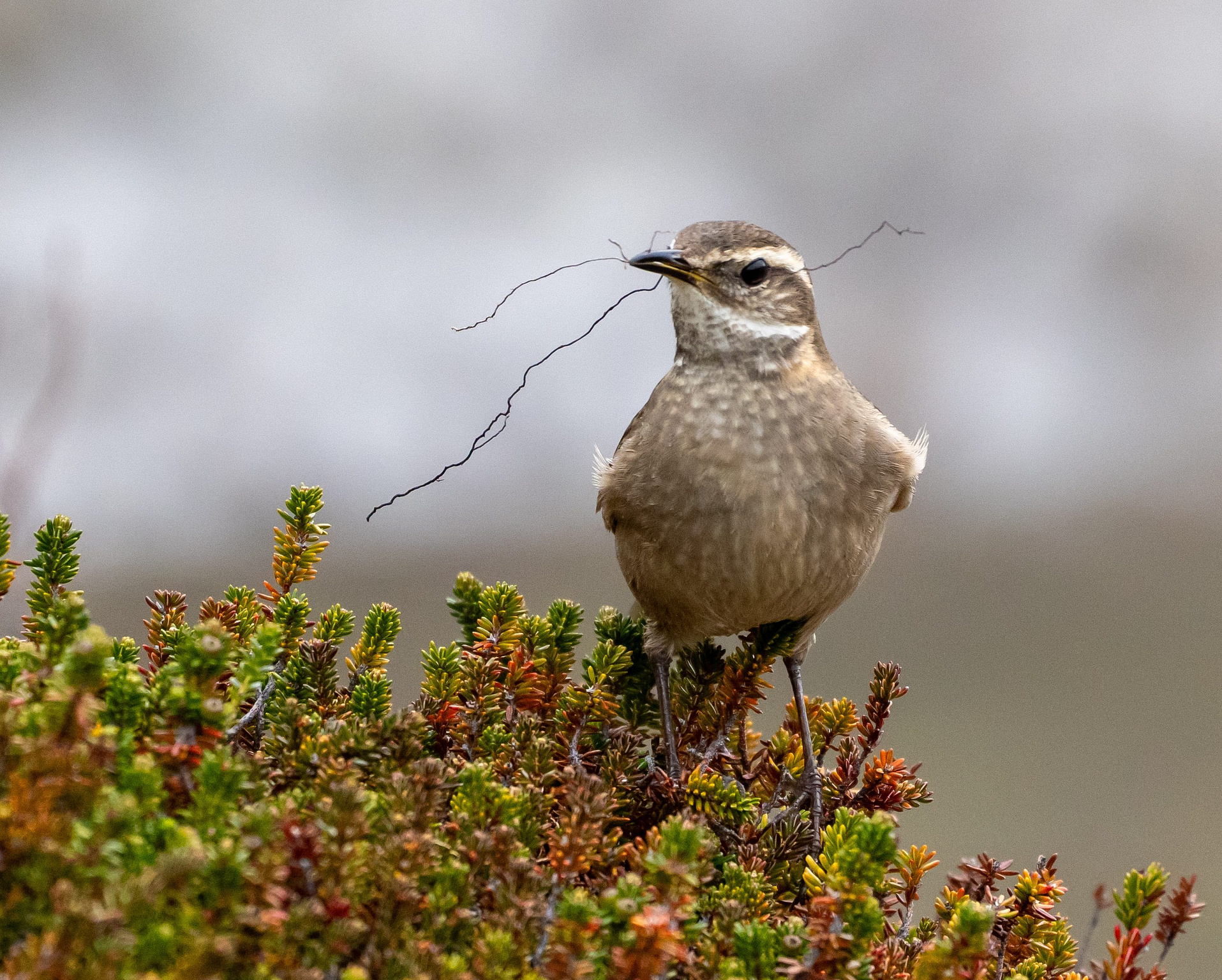 Buff-winged Cinclodes stood on a bush with nesting materials in the beak