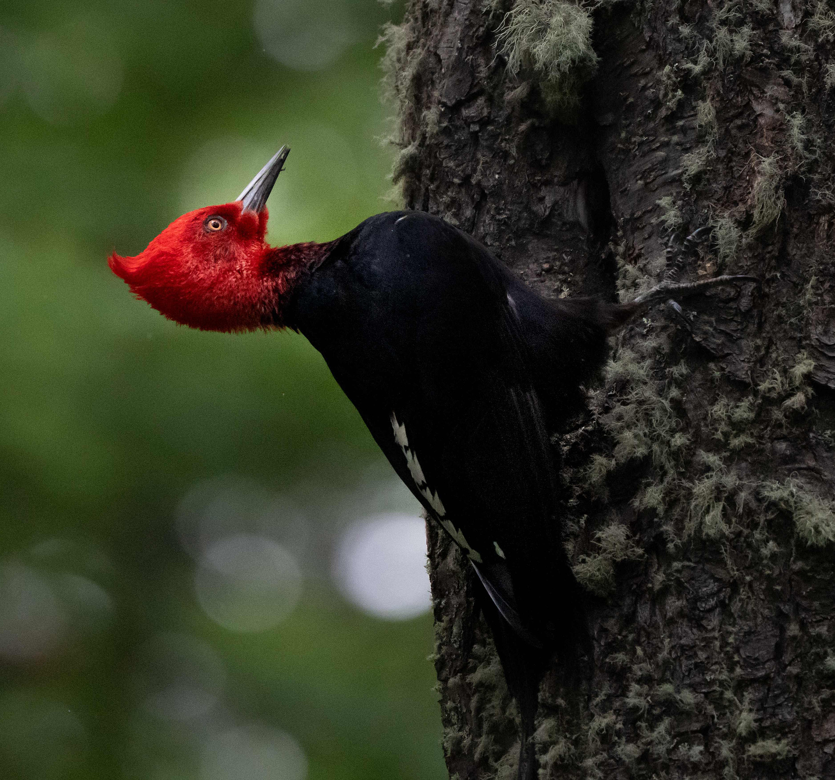 Magellanic Woodpecker male perched on a tree trunk 