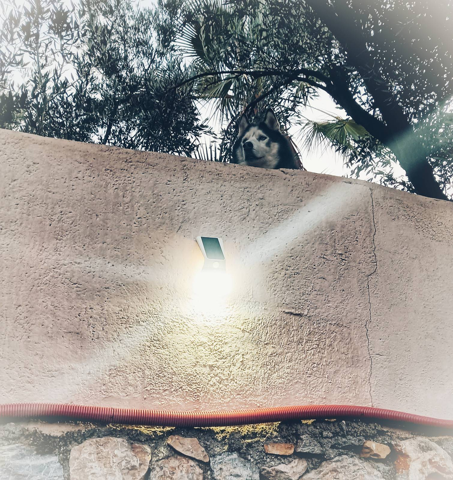 Arko looking over the wall as we leave