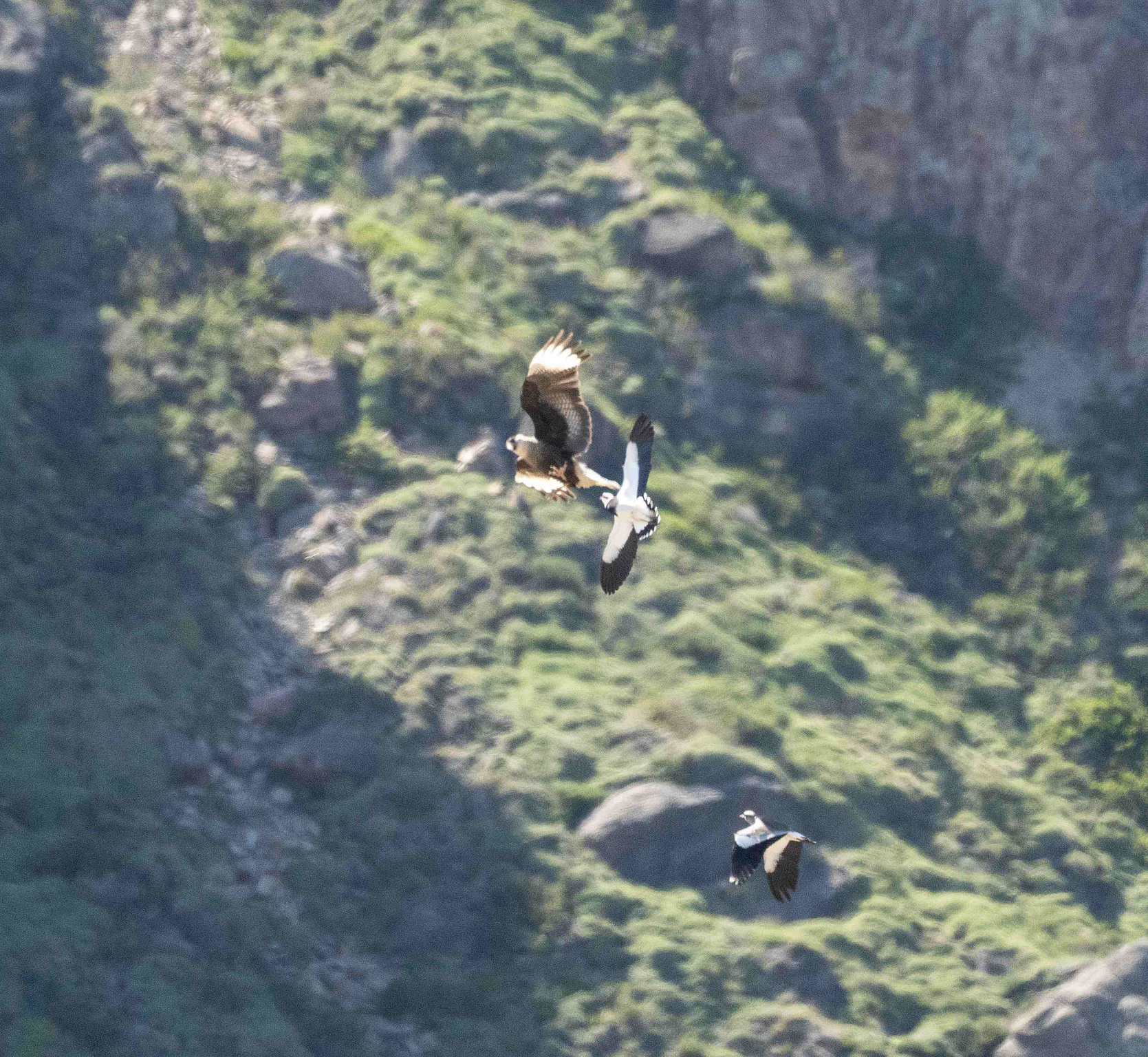 Crested Caracara and two Southern Lapwing 