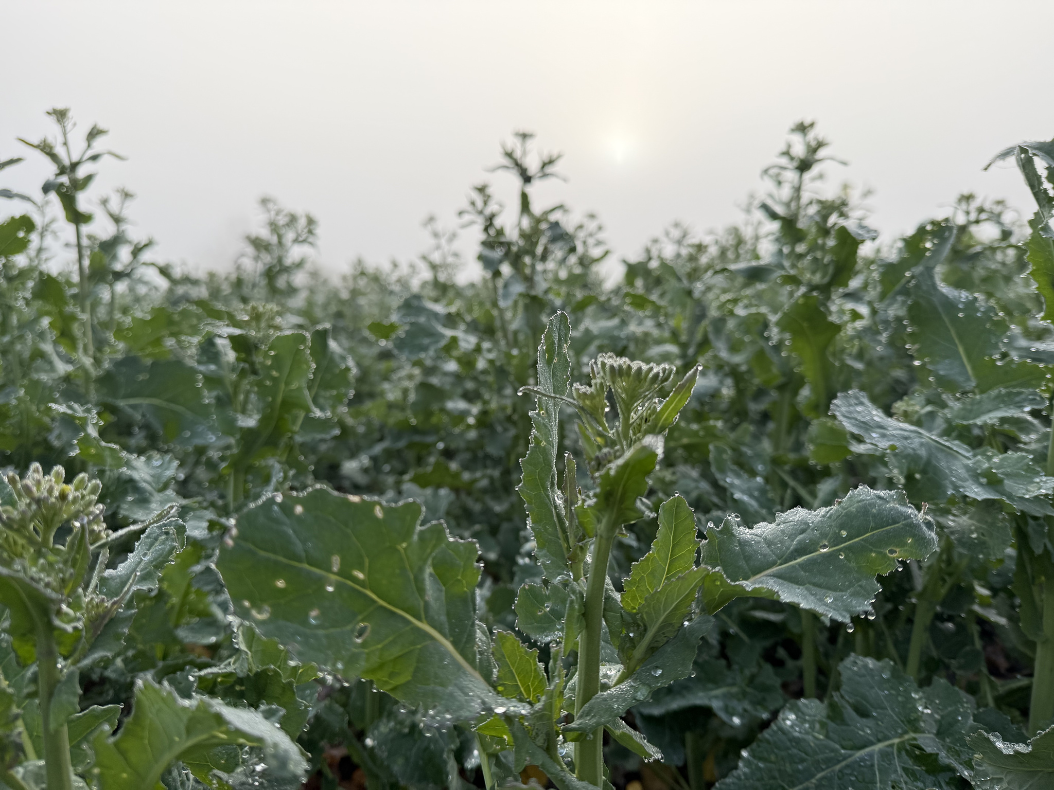 Nebel über dem Rapsfeld