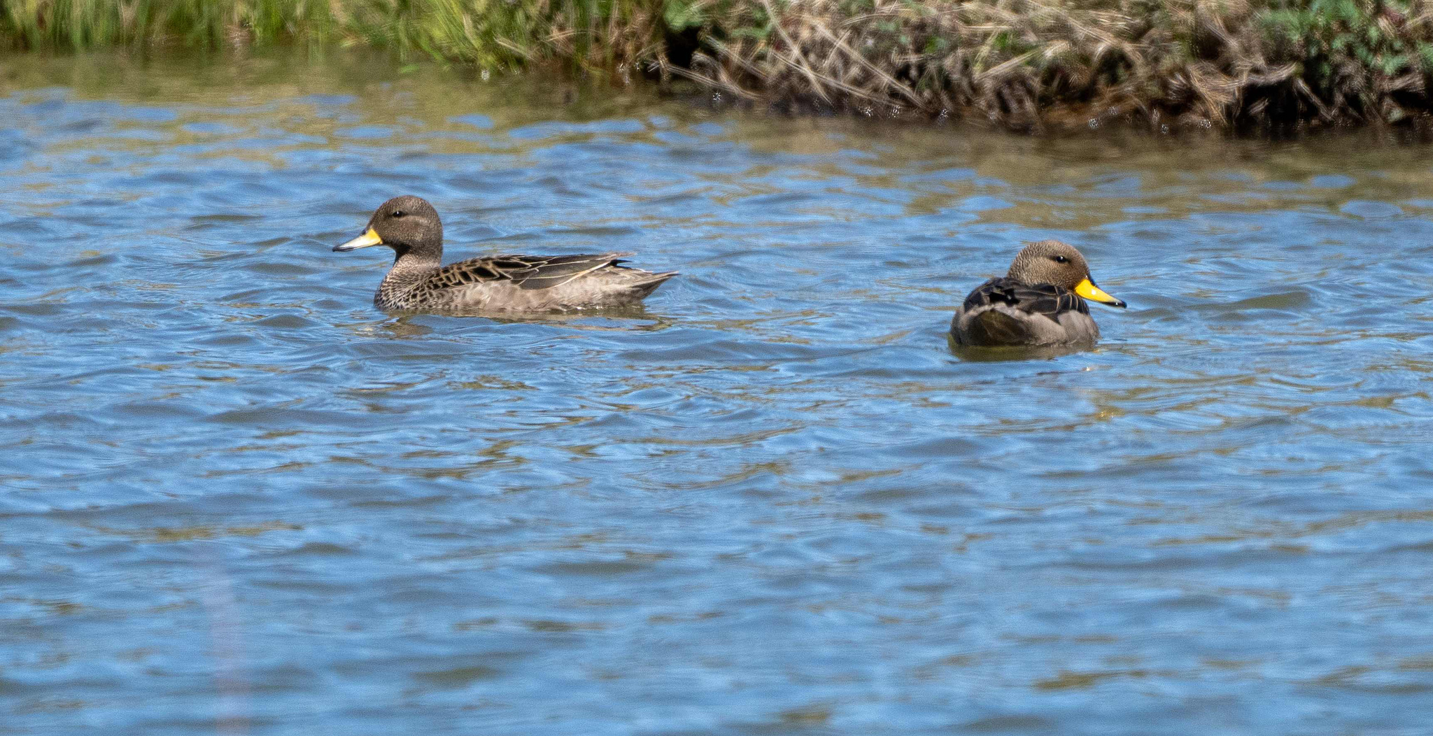 Pintail and or Teal