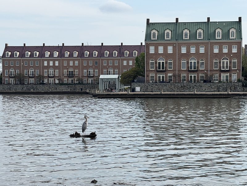 a log in the river with a heron standing on it. townhomes can be seen across the water