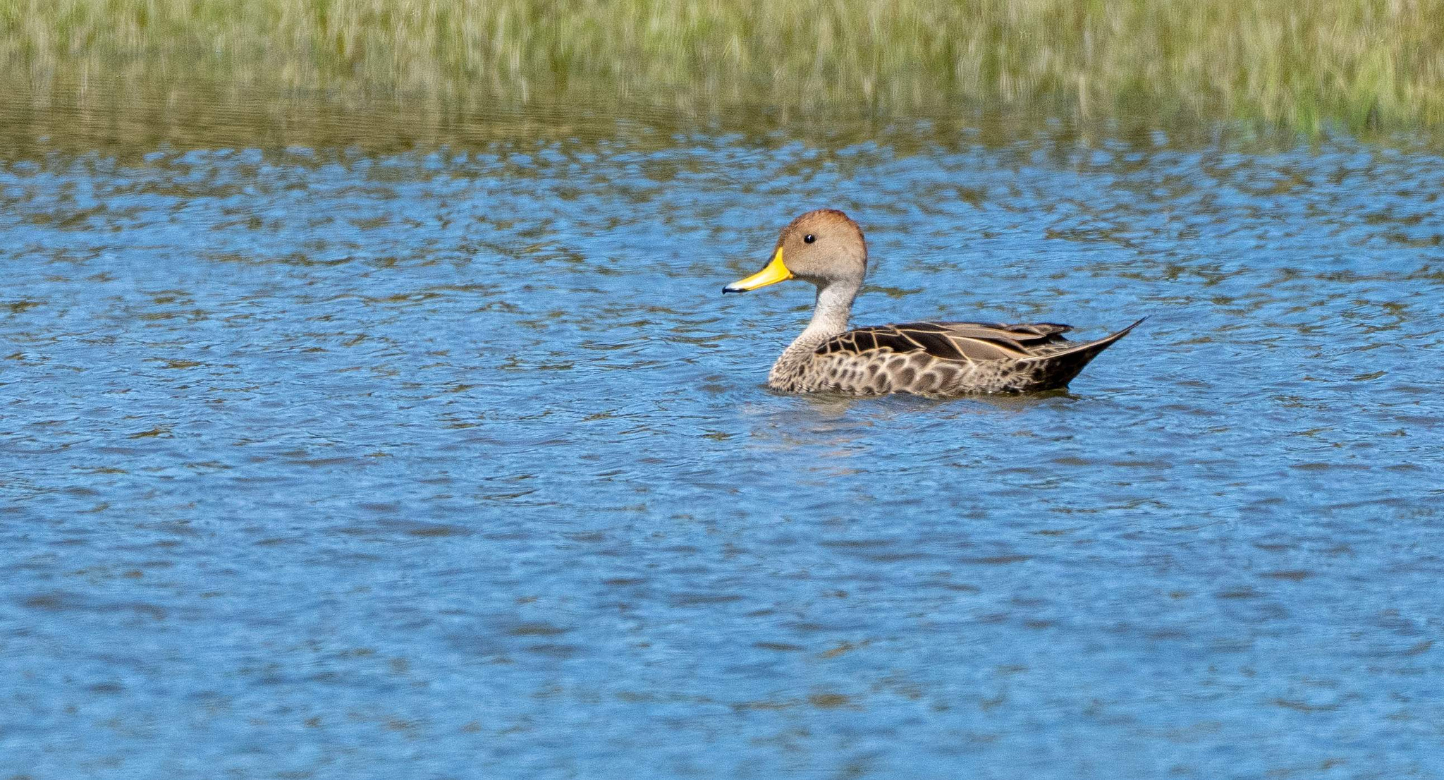 Yellow-billed Pintail 