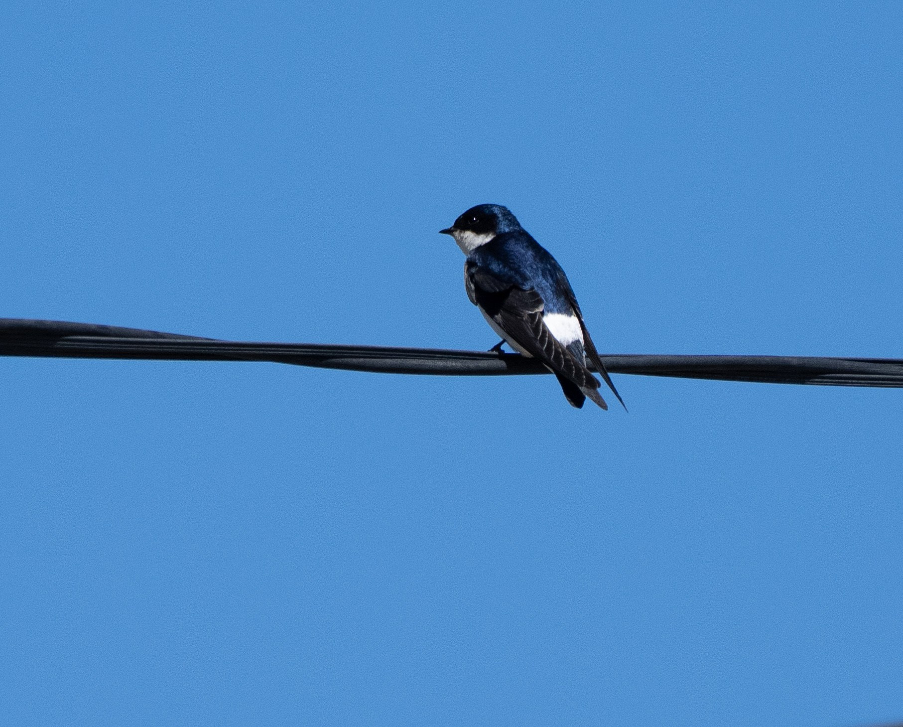 Chilean Swallow 