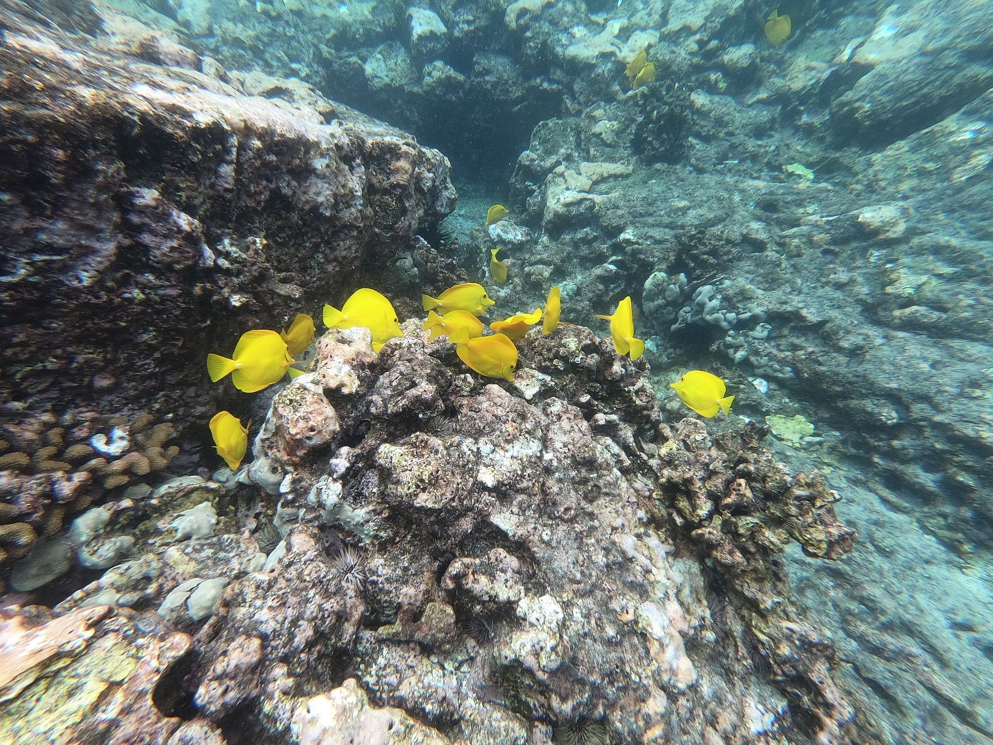 Snorkling in Kealakekua Bay