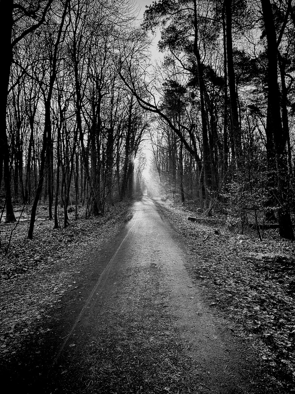 A black and white photo of a straight, empty path through a dense forest. Tall trees with bare branches line the path on both sides, creating an archway overhead. The ground is covered with fallen leaves, adding texture to the scene. Sunlight filters through the trees, creating a soft glow in the distance.