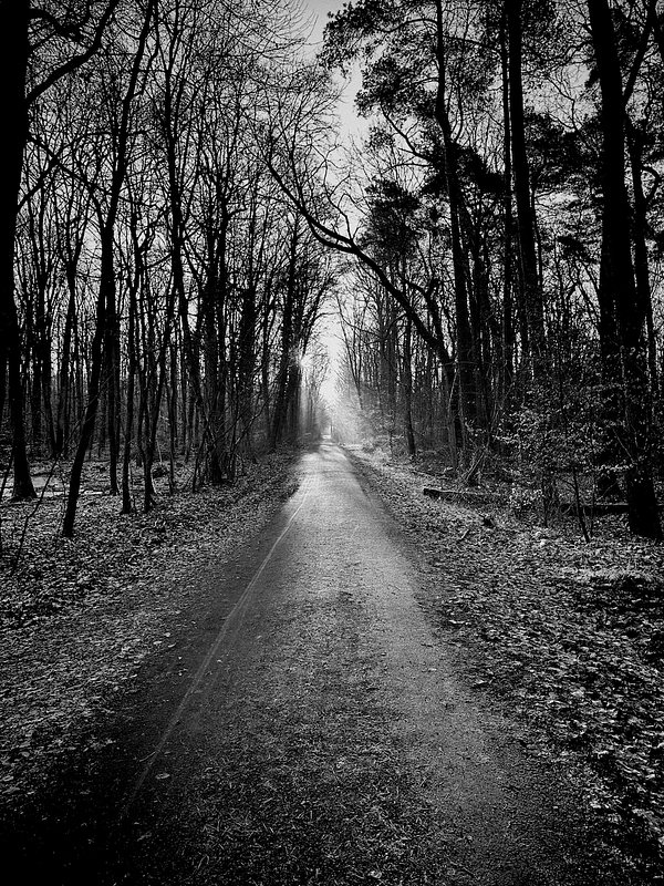 A black and white photo of a straight, empty path through a dense forest. Tall trees with bare branches line the path on both sides, creating an archway overhead. The ground is covered with fallen leaves, adding texture to the scene. Sunlight filters through the trees, creating a soft glow in the distance.