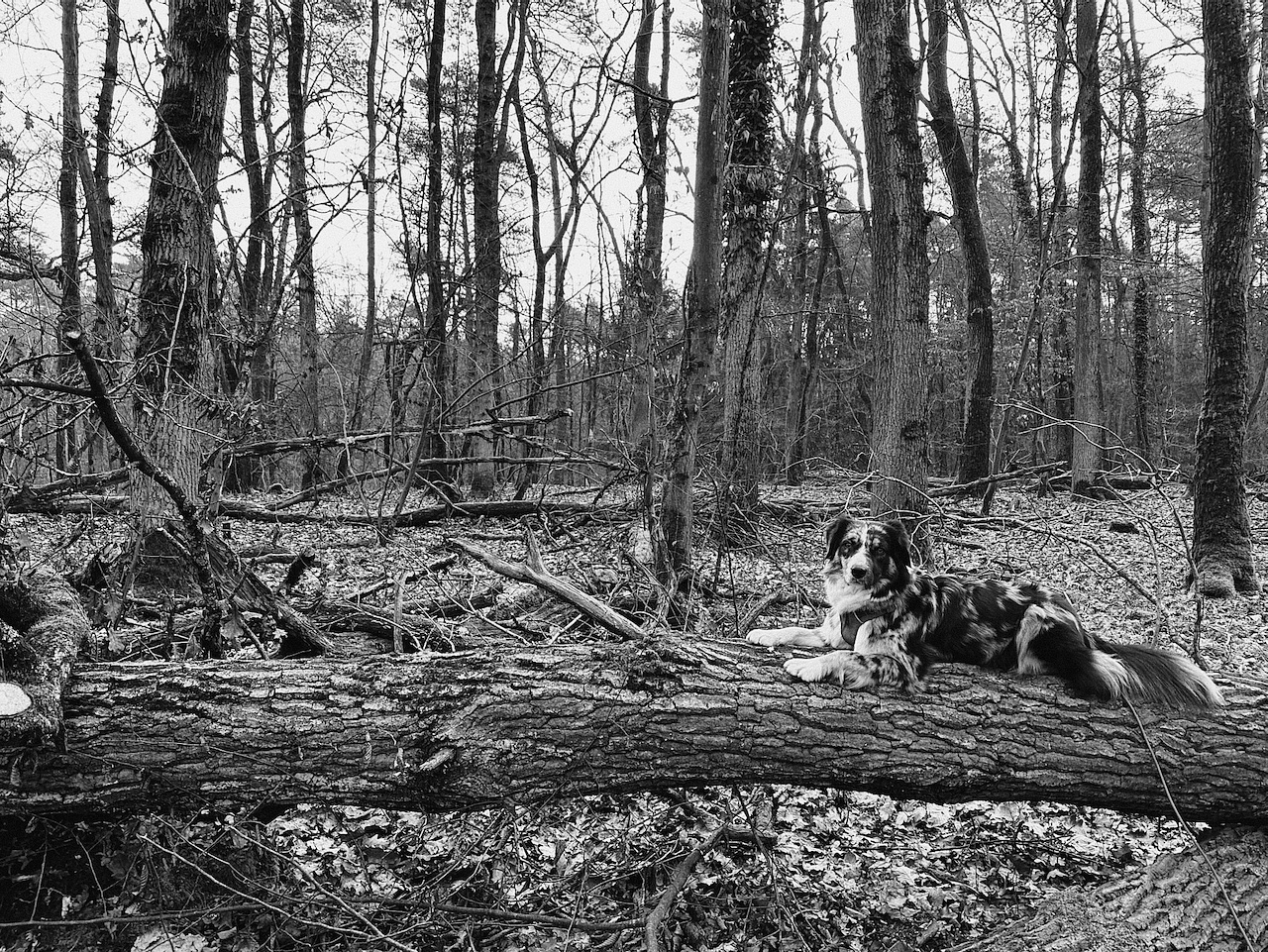 A black and white image of a forest with a dog lying on a large fallen tree trunk. The dog has a multi-colored coat and is looking directly at the camera. The background features tall trees with bare branches and a forest floor covered in leaves. The atmosphere is calm and natural.