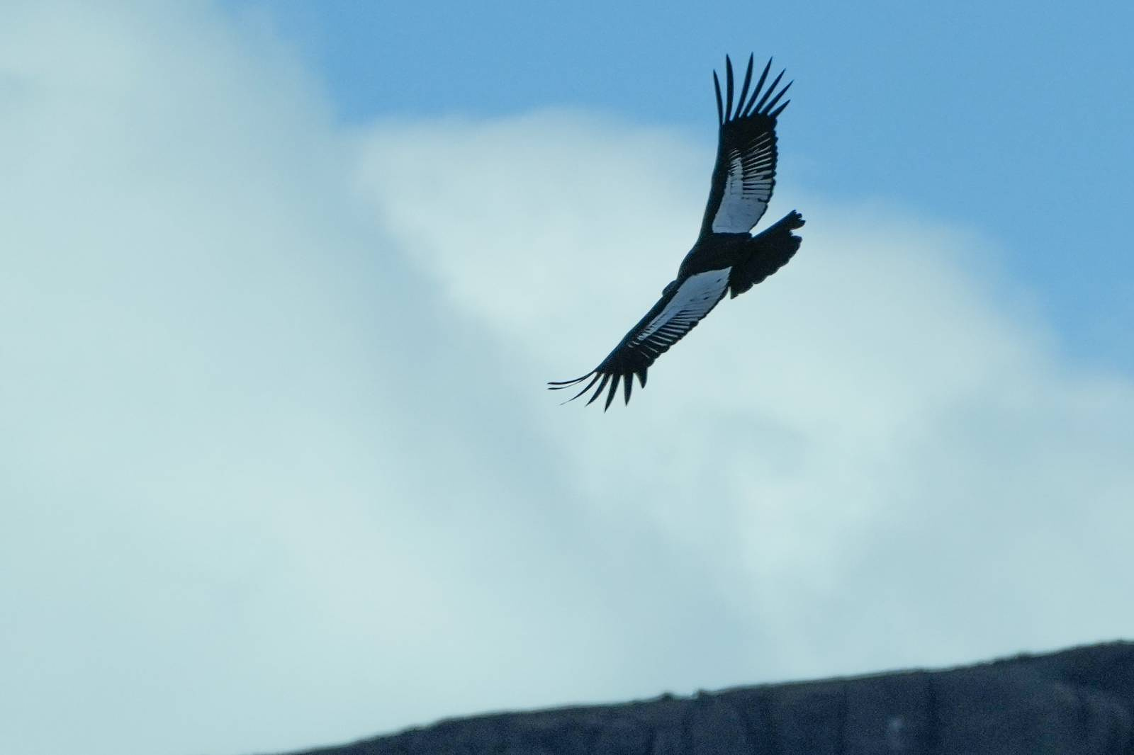 Andean Condor