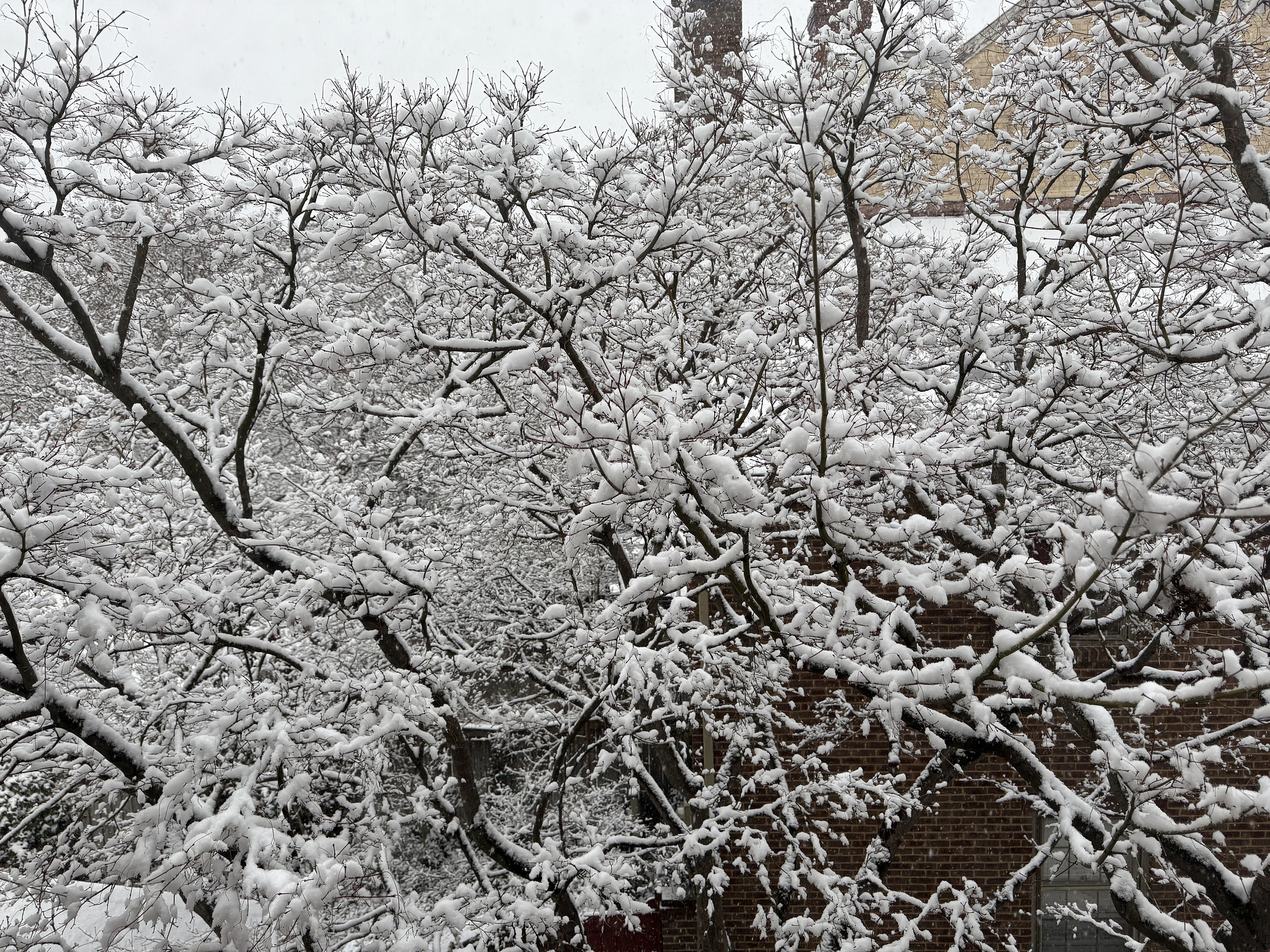 snow covered tree branches