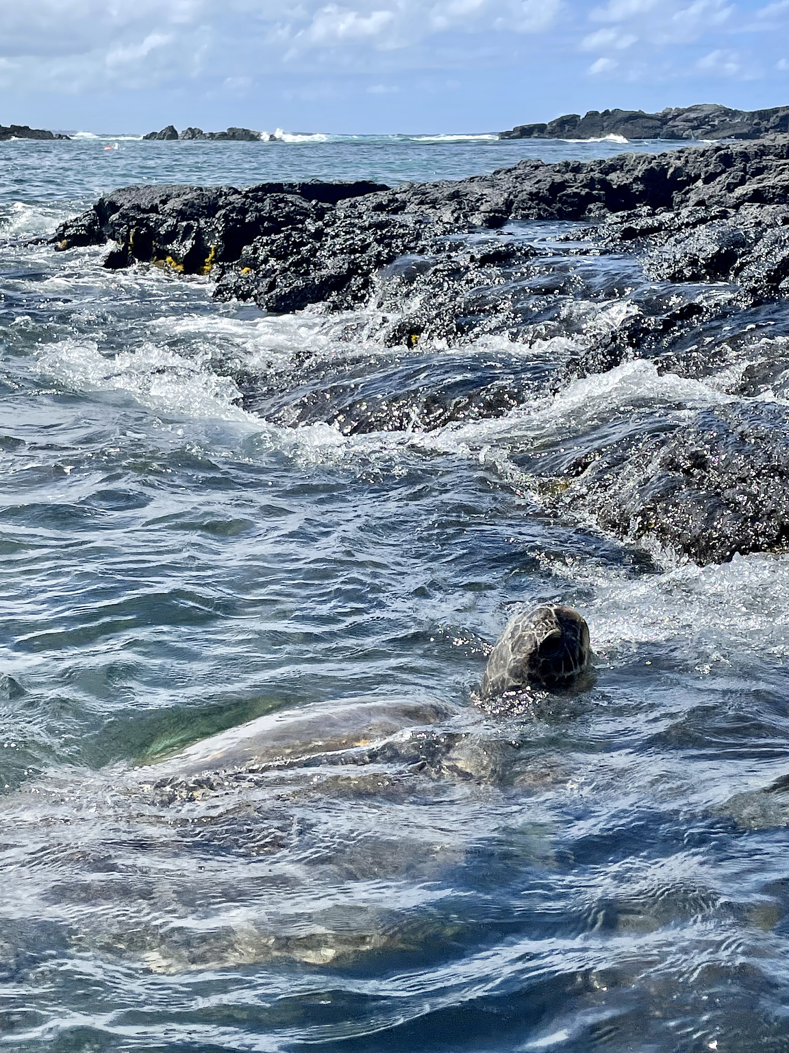 Sea turtle at Richardson Ocean Park
