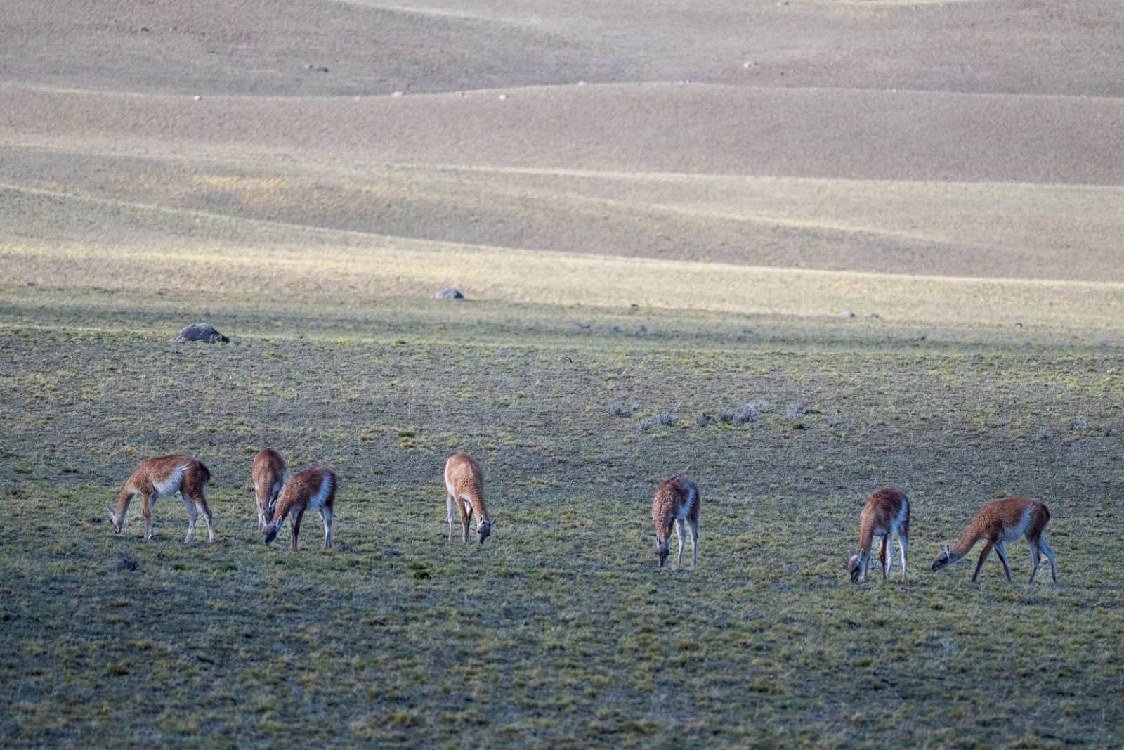 A herd of Guanacos