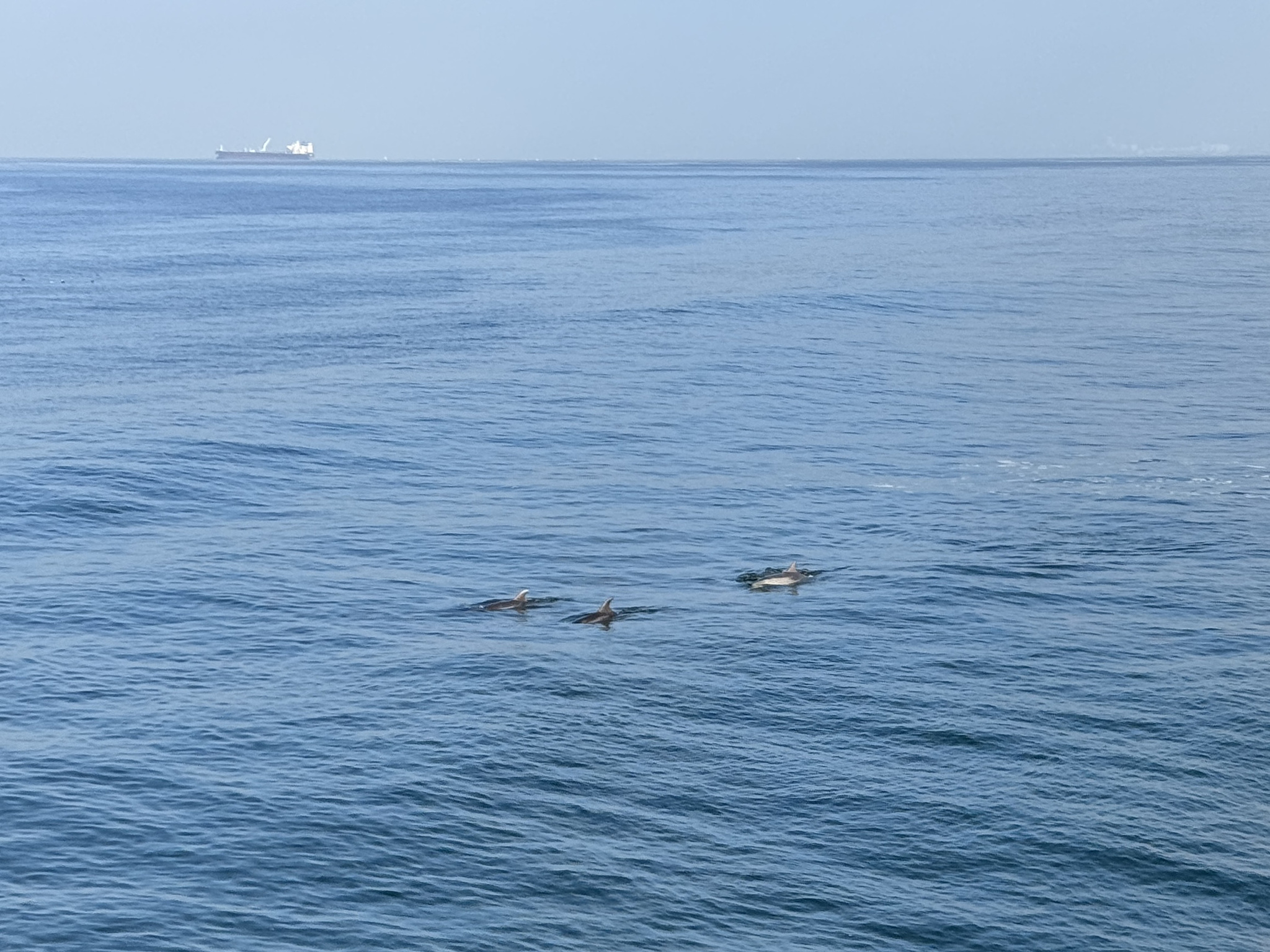 Pod of dolphins spotted off the pier in Huntington Beach