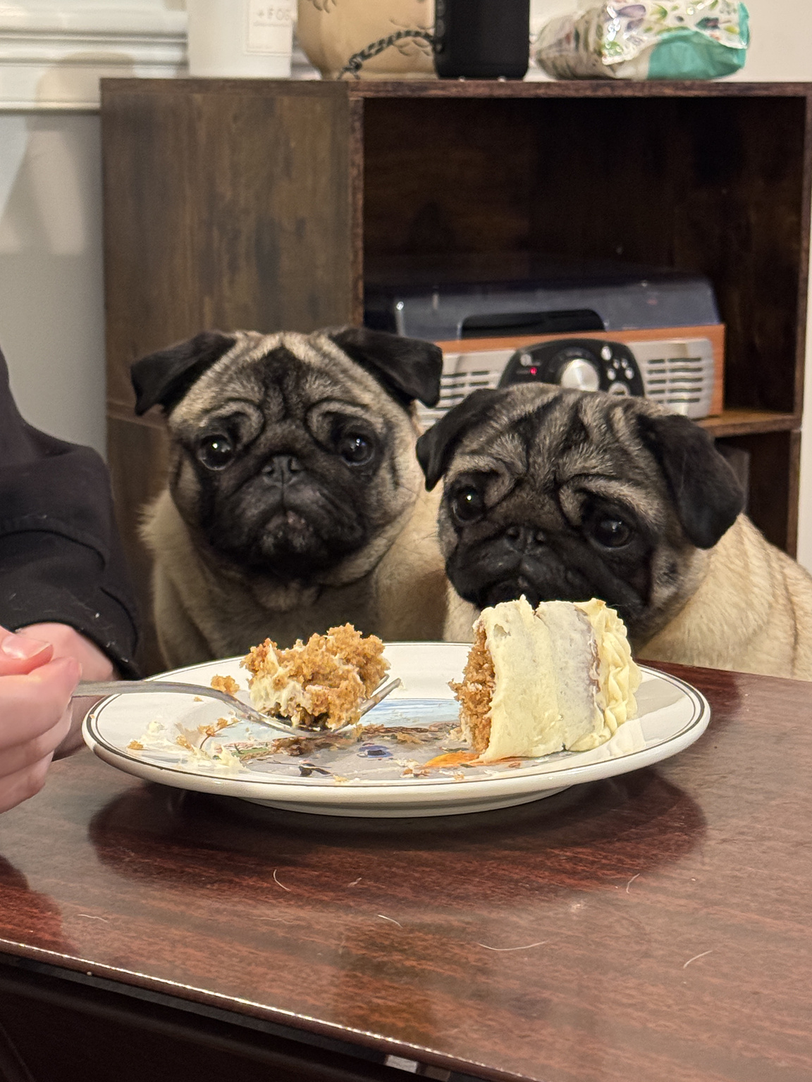 The daughter's pugs think they're getting some burrito