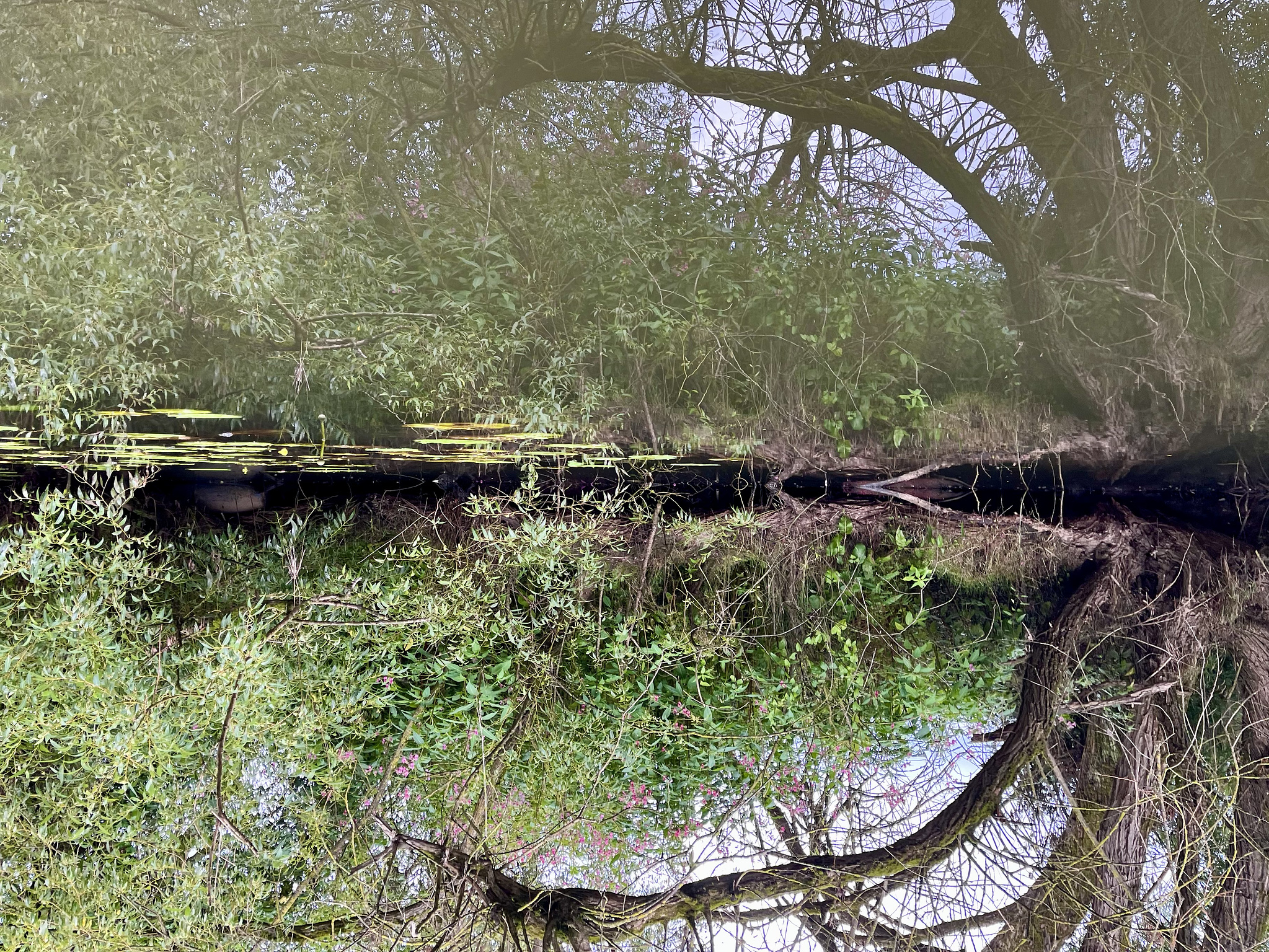 Bended Tree at a River Bank and its reflection on the water, resembling the Pac-Man Figure of the Computer Game. The whole Picture is turned upsidedown. 