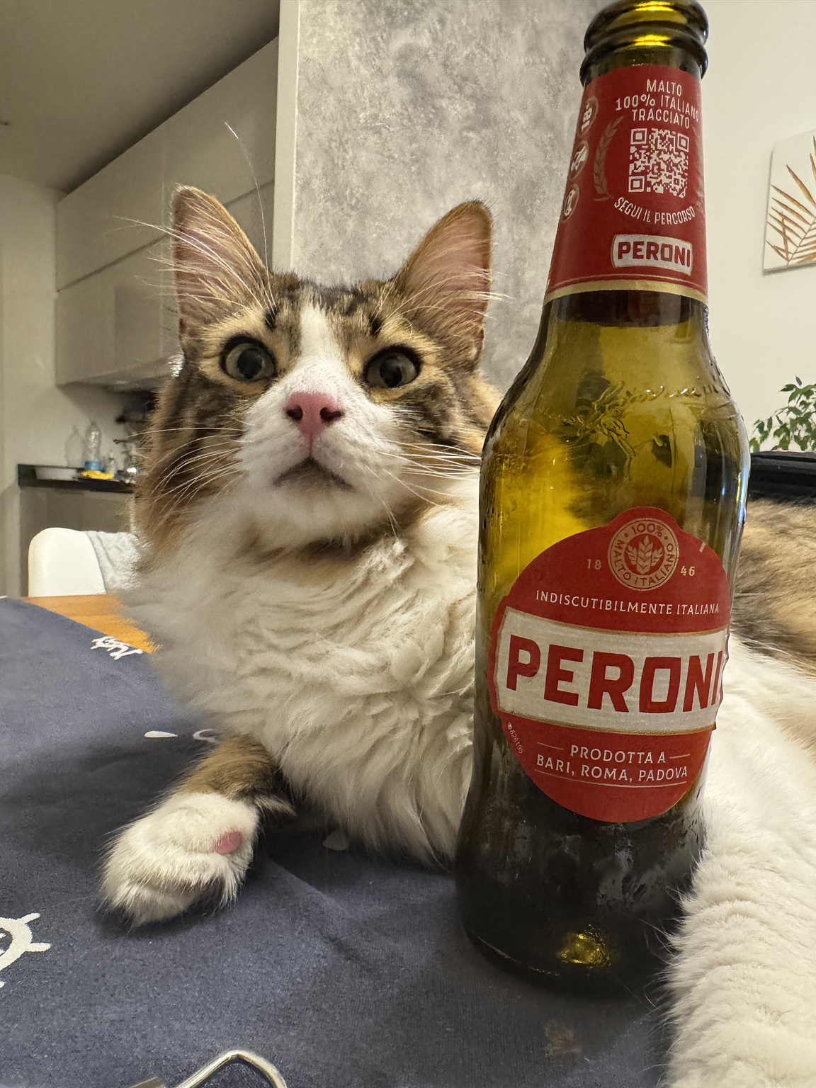 My cat Archie, holding his Peroni (one of the most famous Italian beer)