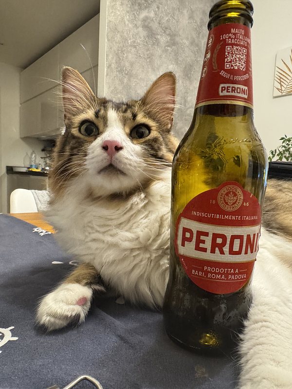 My cat Archie, holding his Peroni (one of the most famous Italian beer)