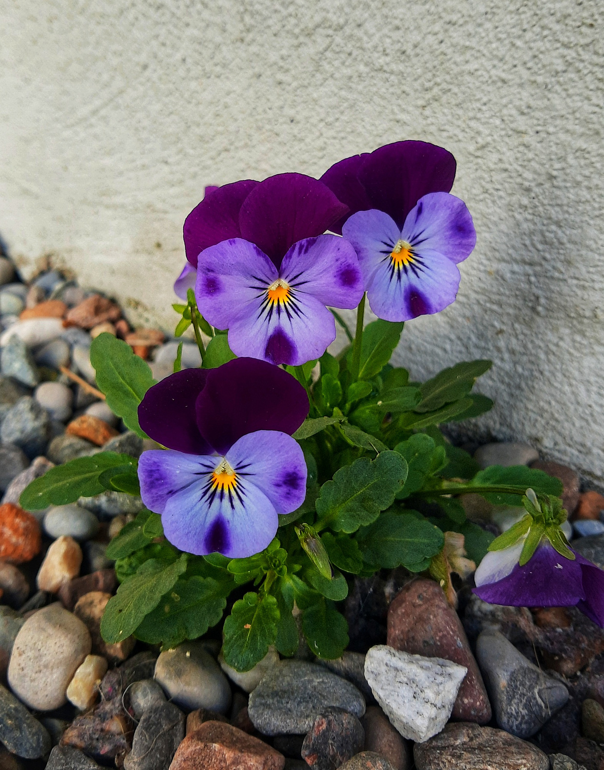 Violet