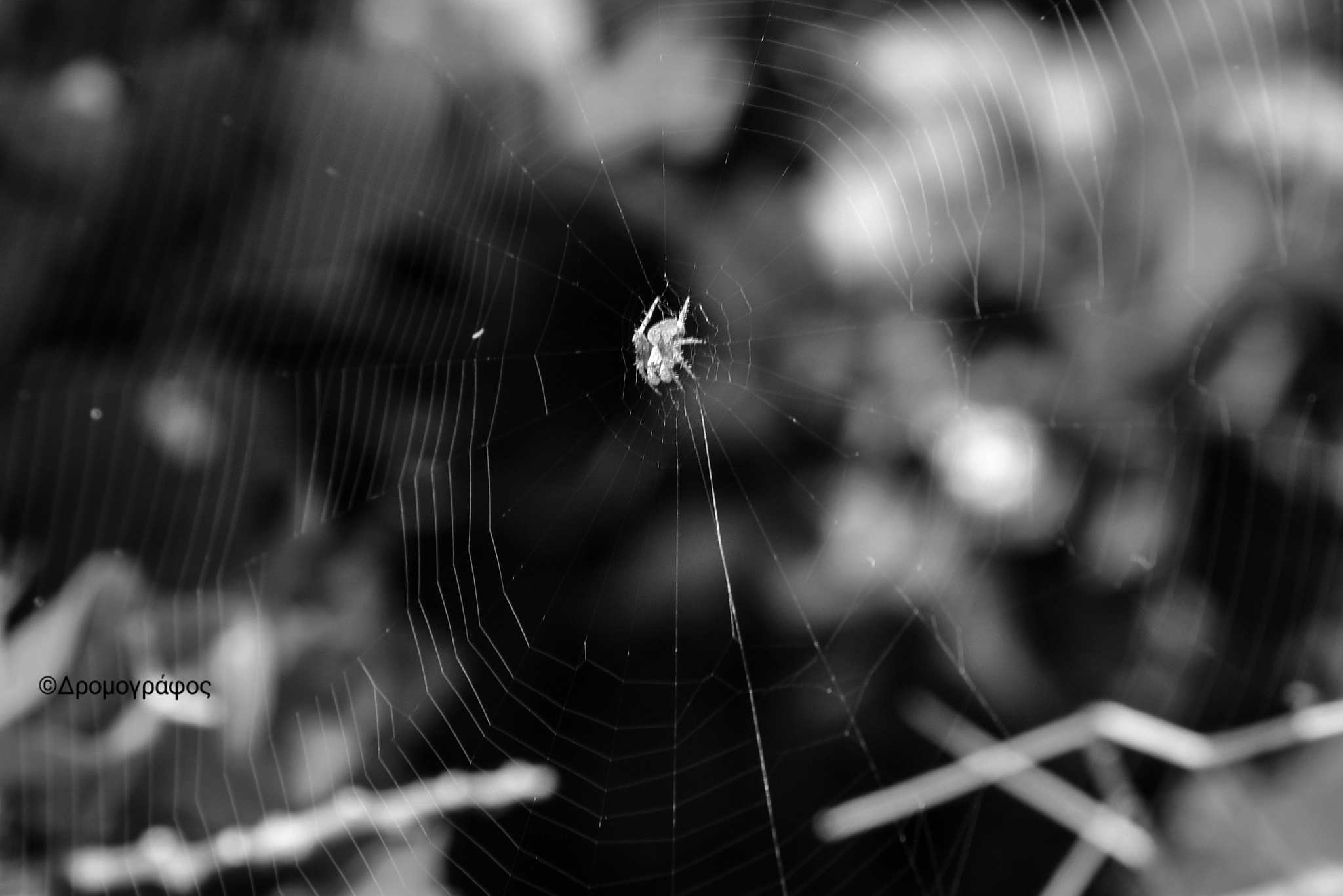 spider in a web
