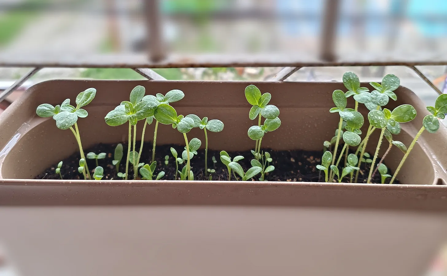 my plants (they've long since died)