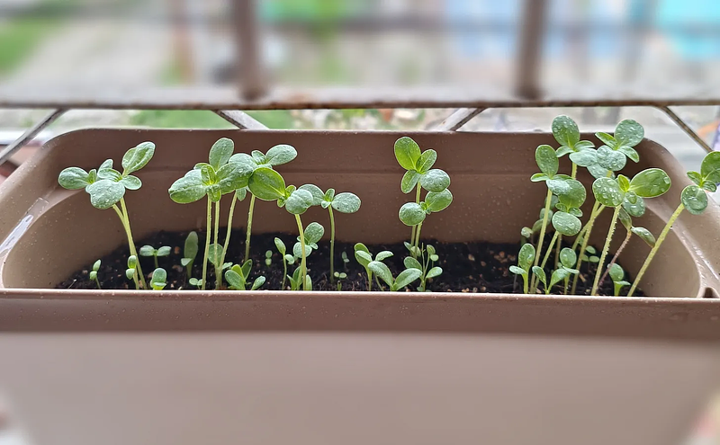 my plants (they've long since died)