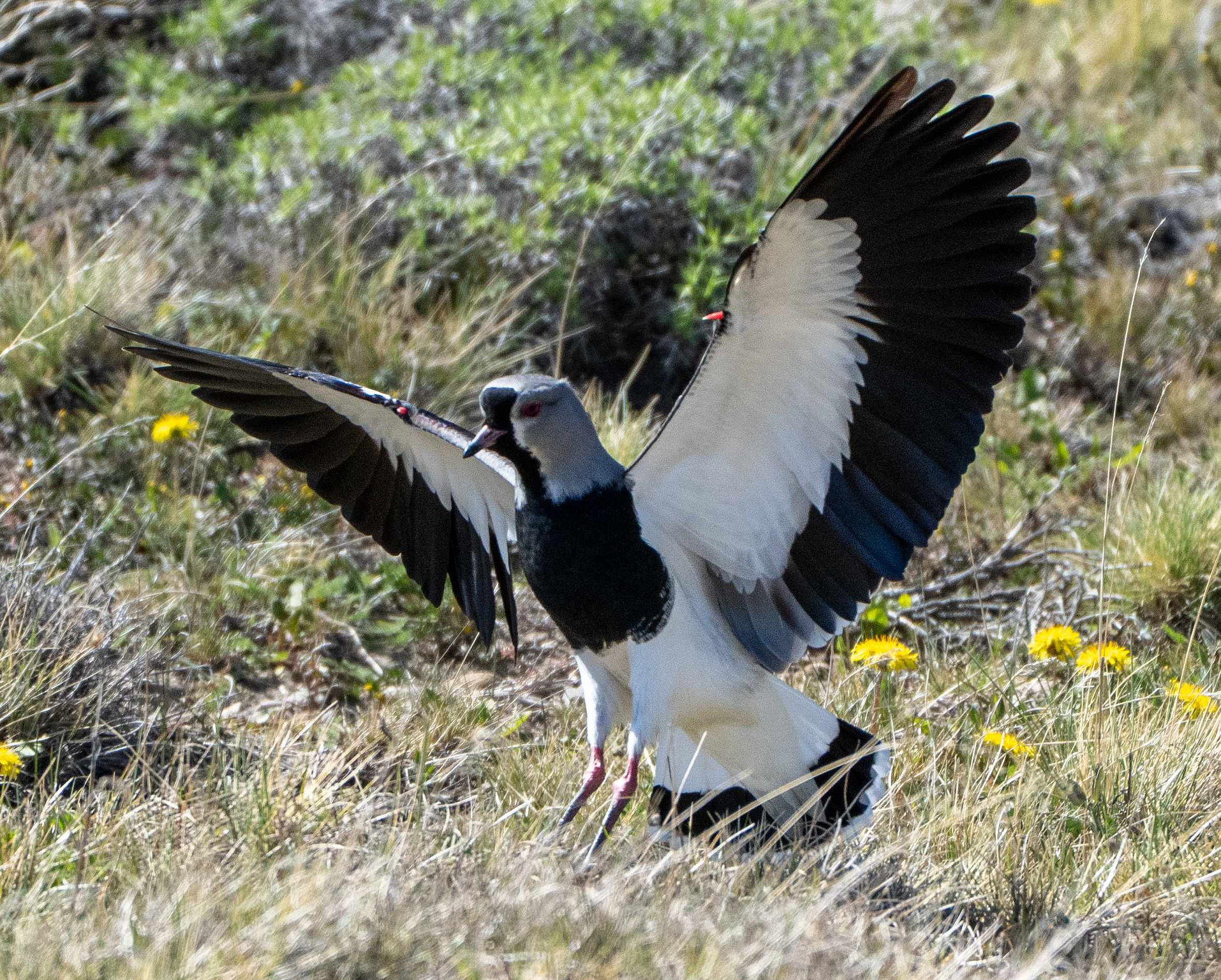 Southern Lapwing 