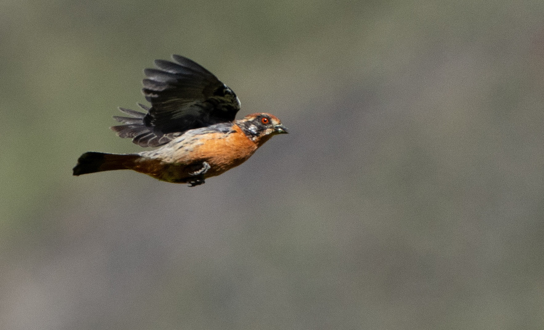Rufous-tailed Plantcutter 