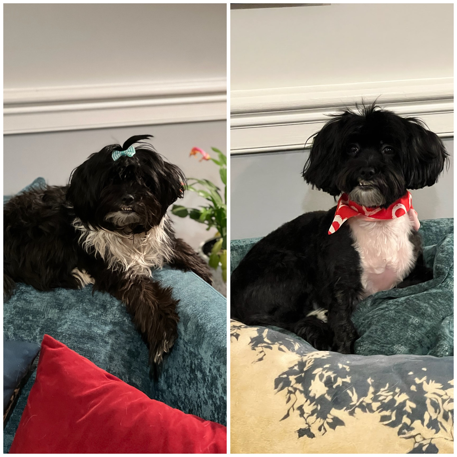 side by side comparison of a small black and white dog. Forest photo has longer shaggy hair with a bow in her head and you can't see her eyes. second photo is short fur with a red bandana and you can see her eyes