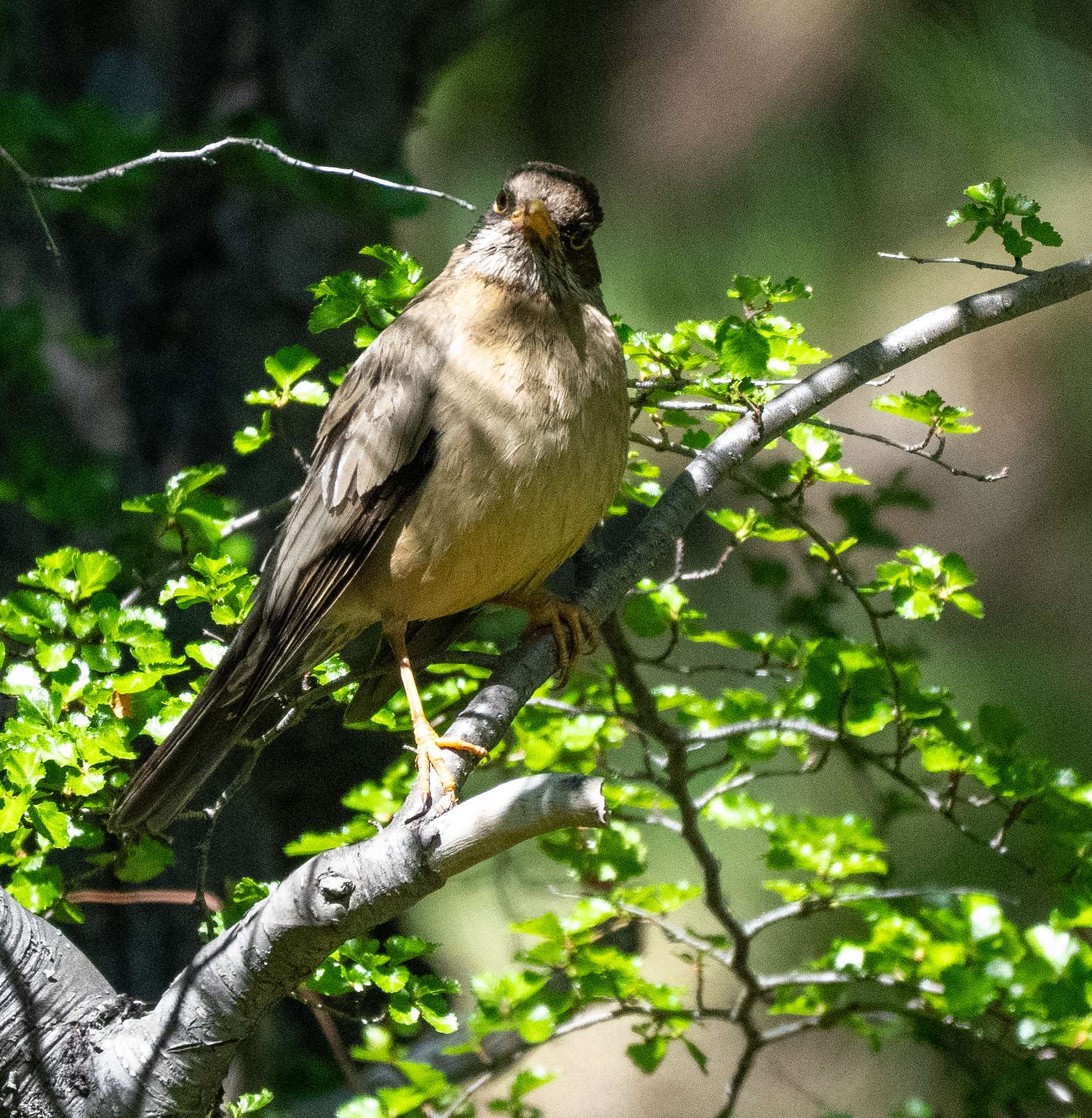 Austral Thrush 