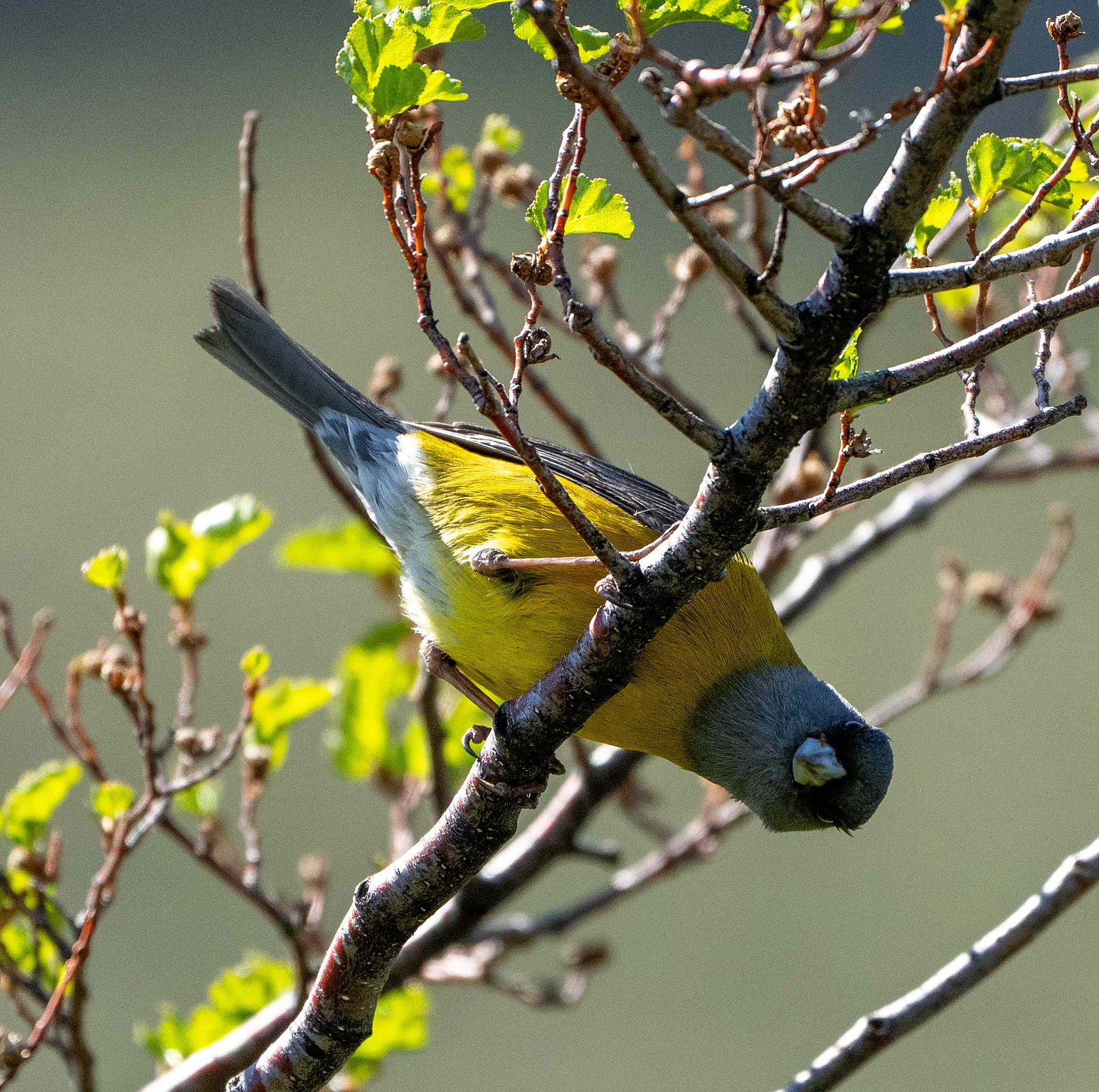Patagonian Sierra Finch 