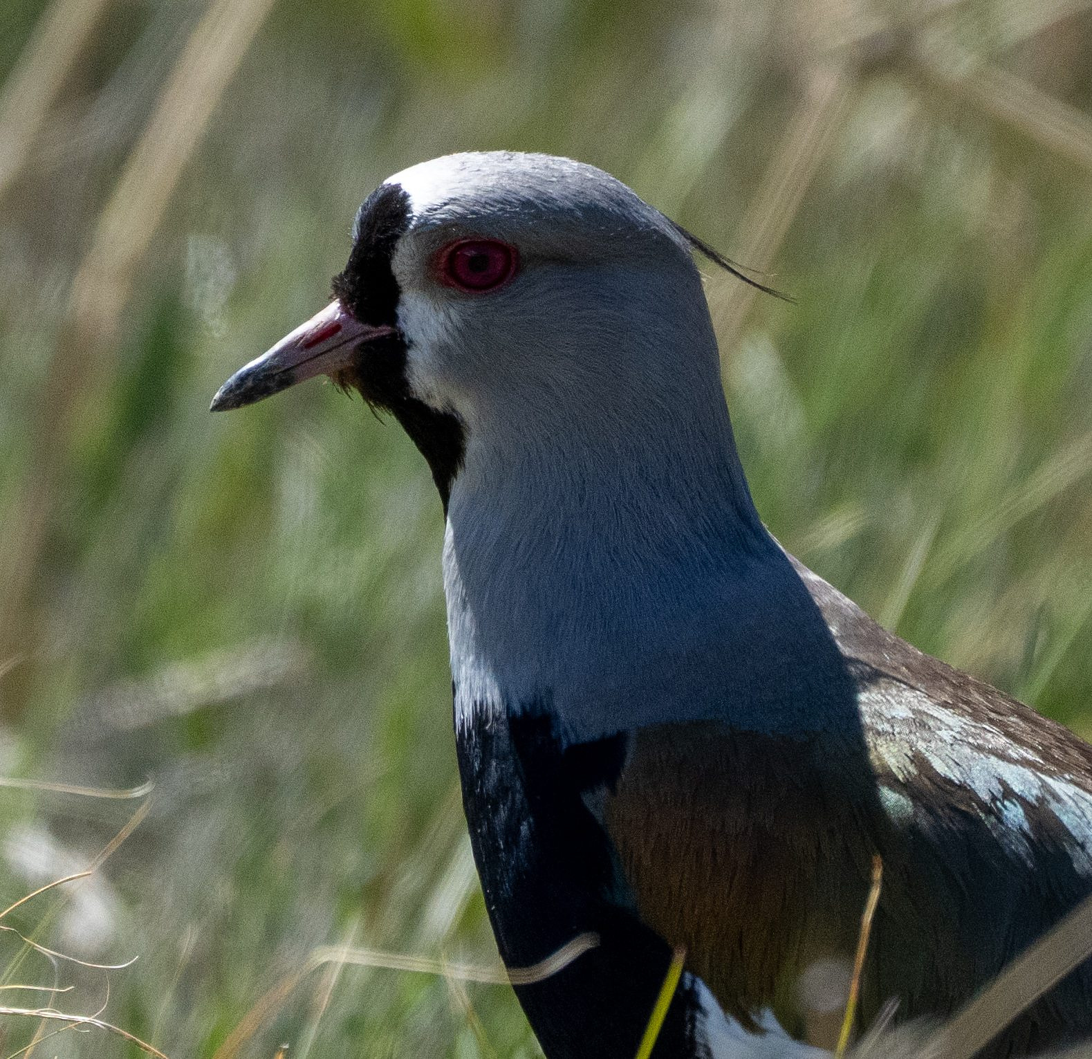 Southern Lapwing 