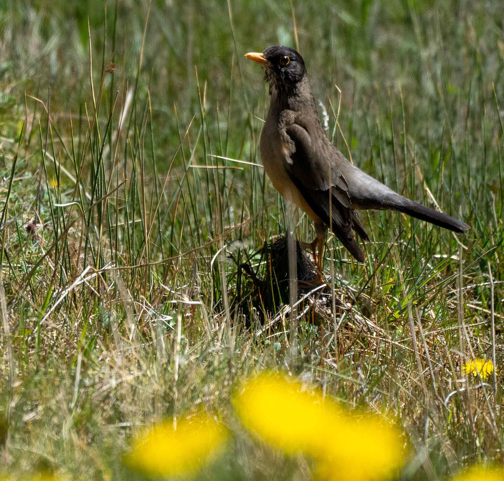 Austral Thrush 