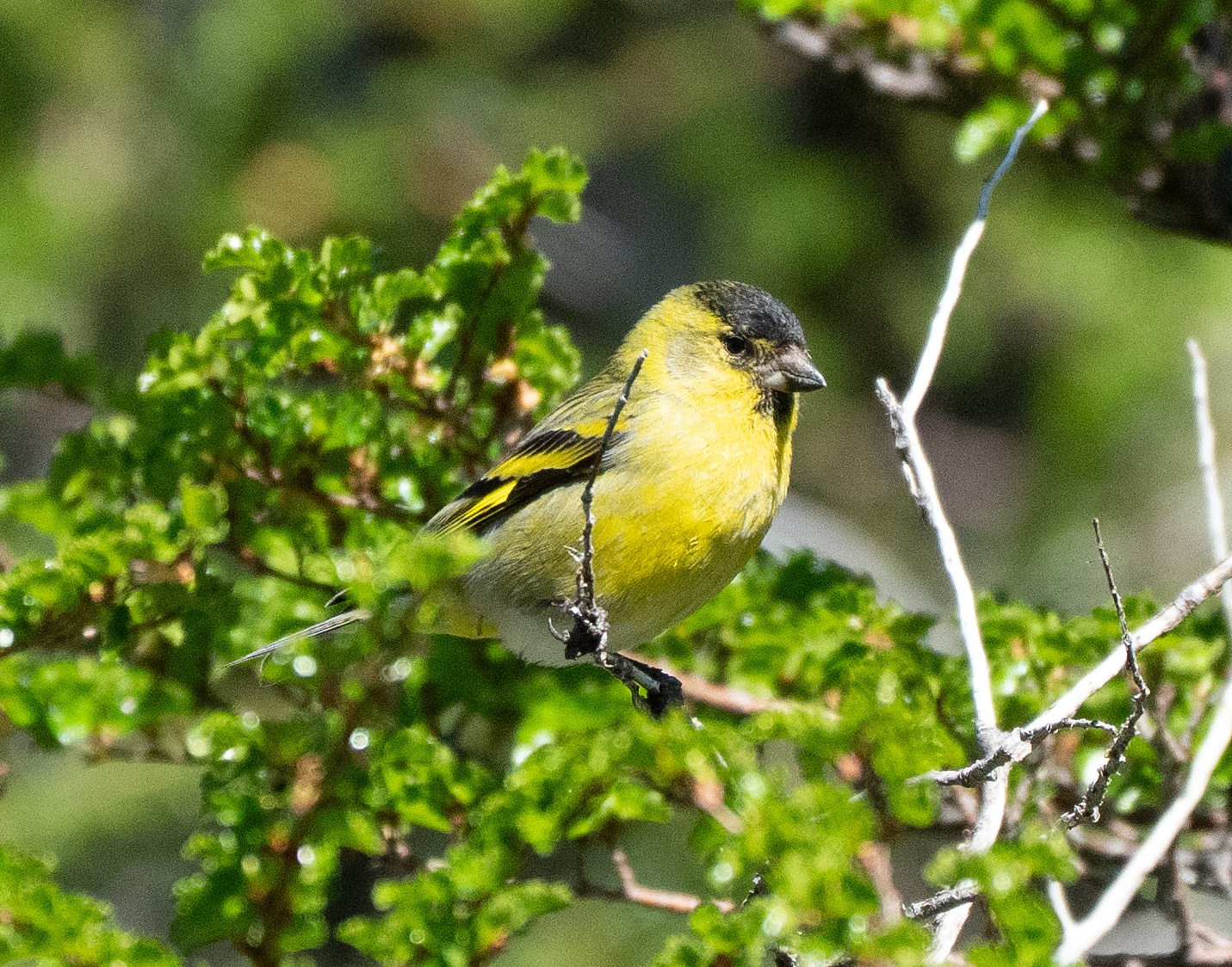 Black-chinned Siskin 