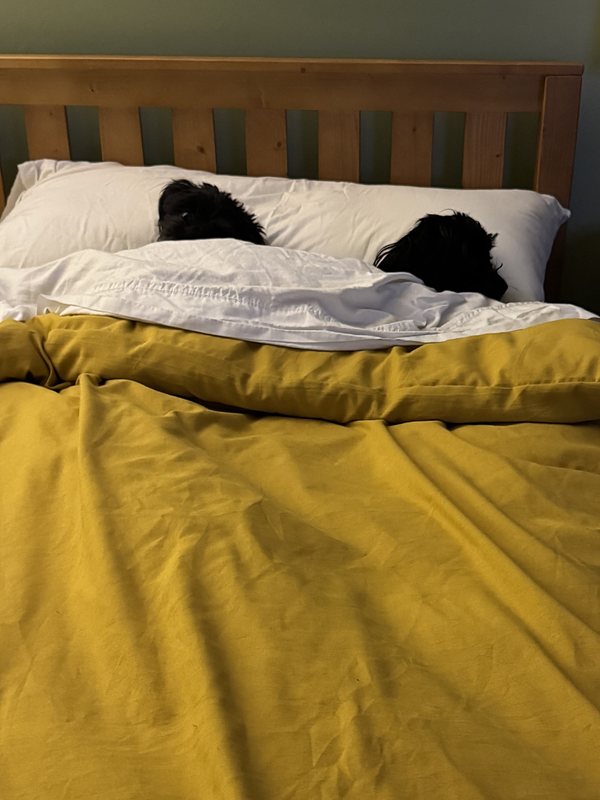 two small, black dogs tucked into a bed with white sheets and a mustard yellow duvet