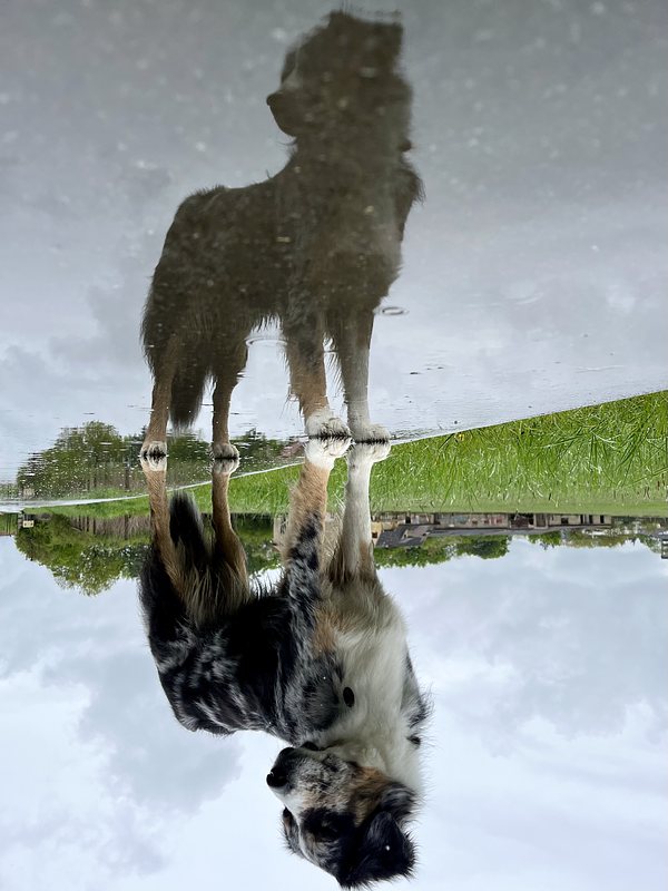 A black-white-brown dog, standing on a wet path and the reflection of the dog standing. The dog is looking to the left side. The whole Picture is turned upsidedown.