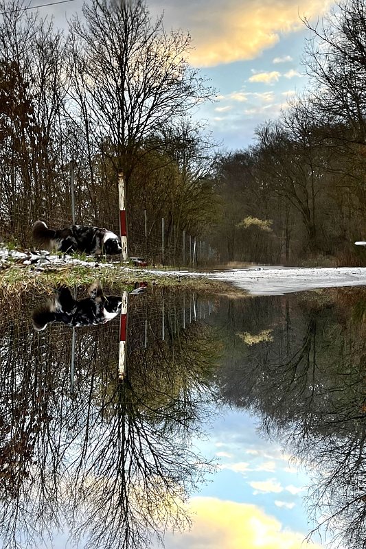 Reflected Image of a Dog and a path in a puddle.