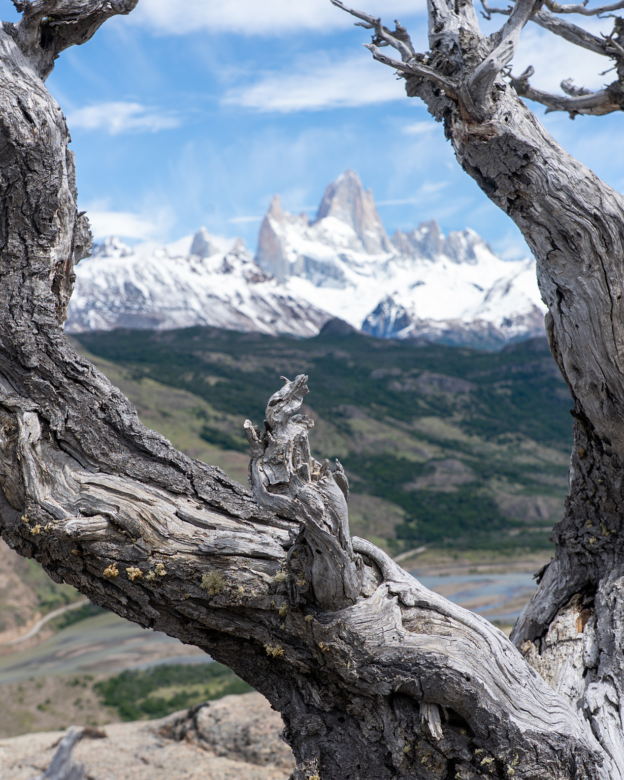 Mt Fitzroy between the trees