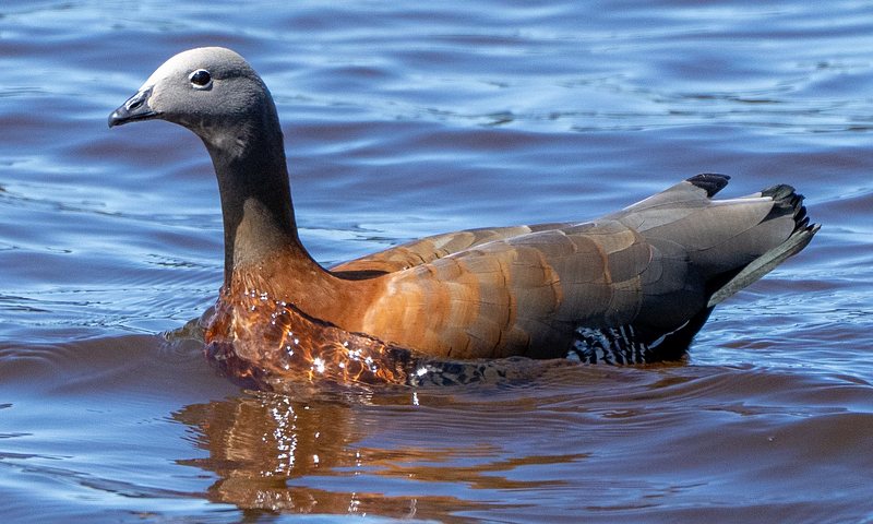 Ashy-headed Goose