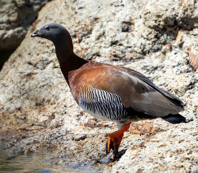 Ashy-headed Goose