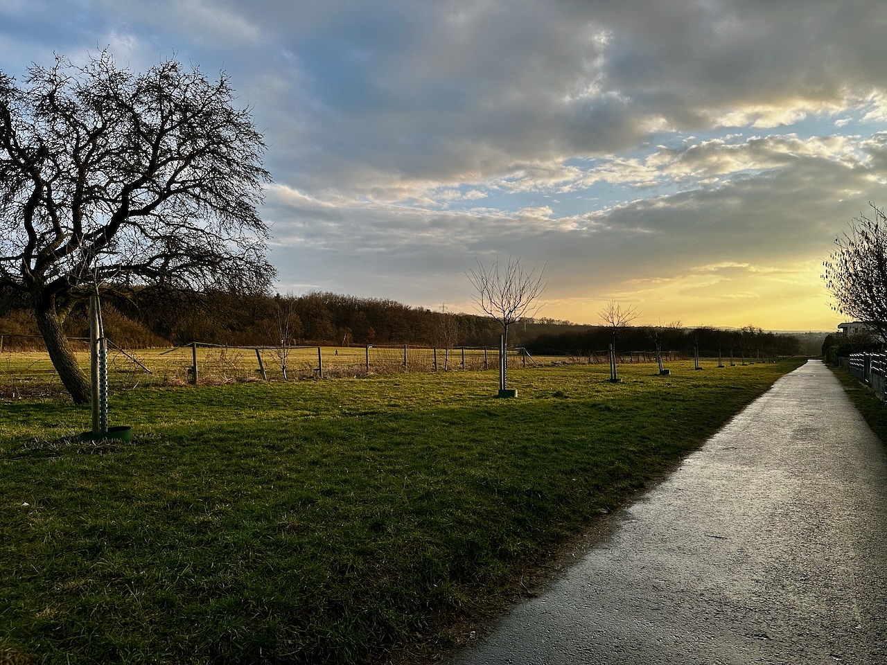 A rural scene at sunset with a pathway leading into the distance on the right. The sky is partially cloudy with golden light from the setting sun. On the left, there's a leaning, leafless tree and a series of young trees with some type of protection around their trunks. The field is enclosed by a low fence, and the landscape features a mix of grass, open fields, and a line of dense trees in the background.