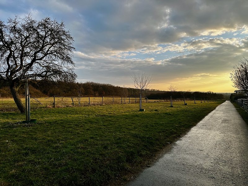 A rural scene at sunset with a pathway leading into the distance on the right. The sky is partially cloudy with golden light from the setting sun. On the left, there's a leaning, leafless tree and a series of young trees with some type of protection around their trunks. The field is enclosed by a low fence, and the landscape features a mix of grass, open fields, and a line of dense trees in the background.