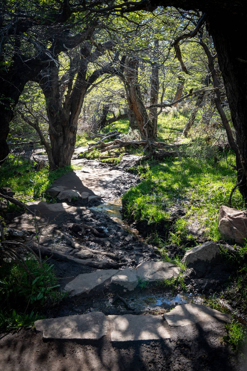 Path through the trees