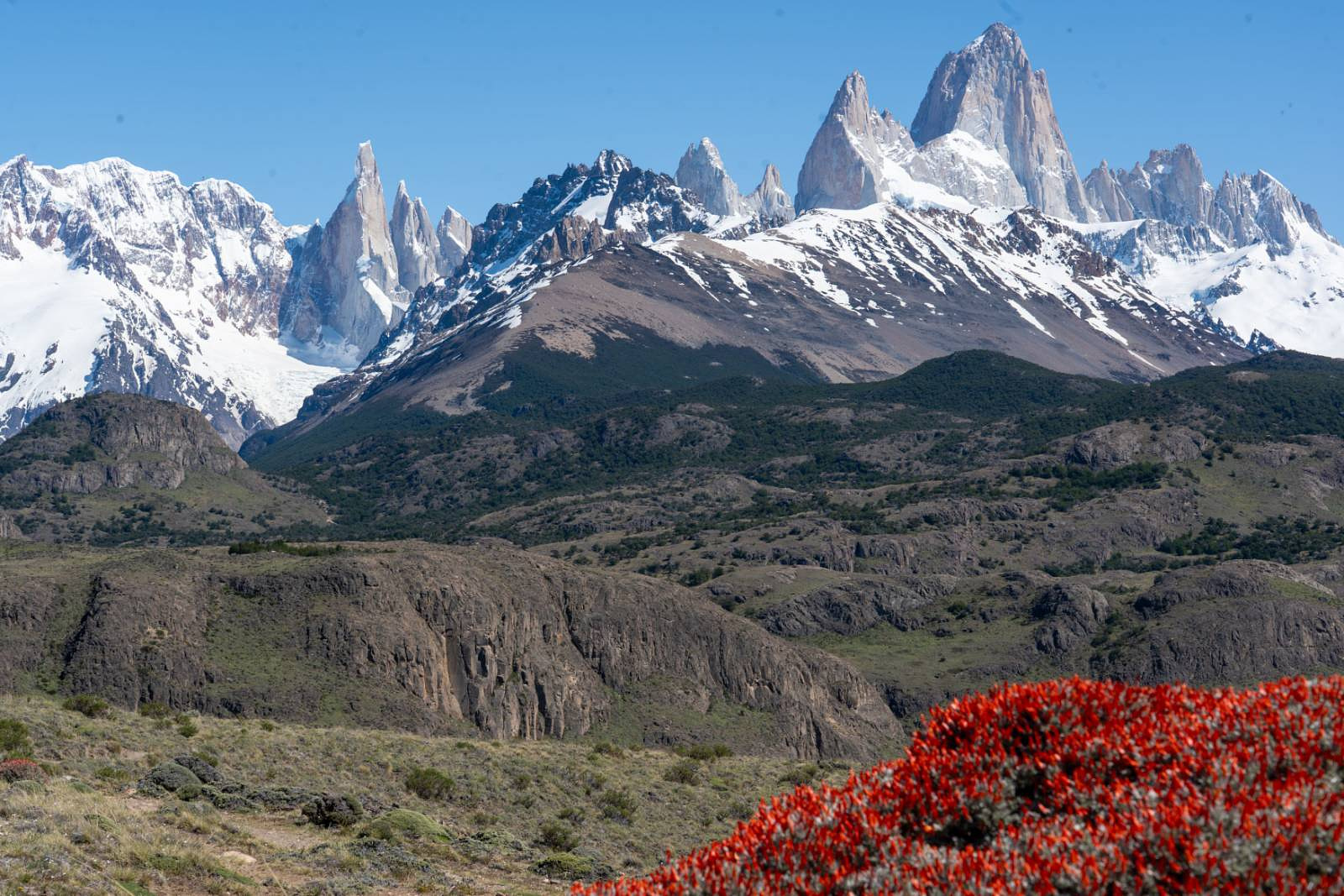 The Cerro Torre and Fitzroy range. And a bright red firebush