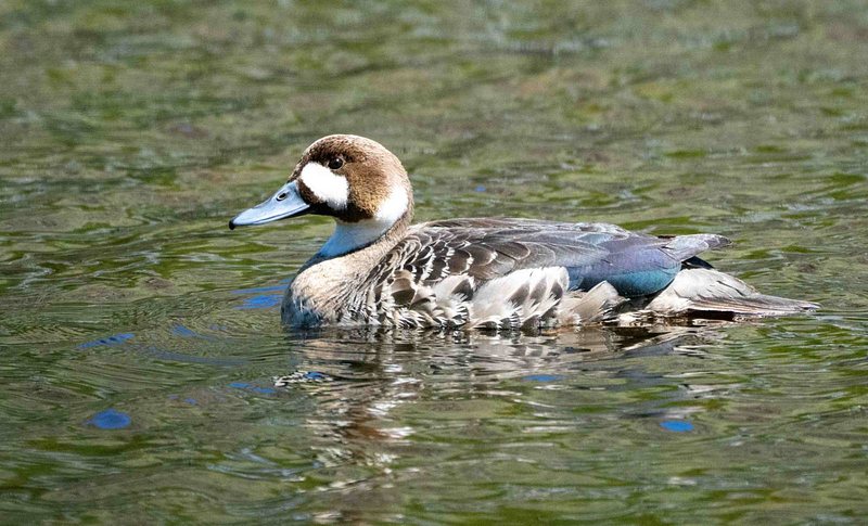 Spectacled Duckl