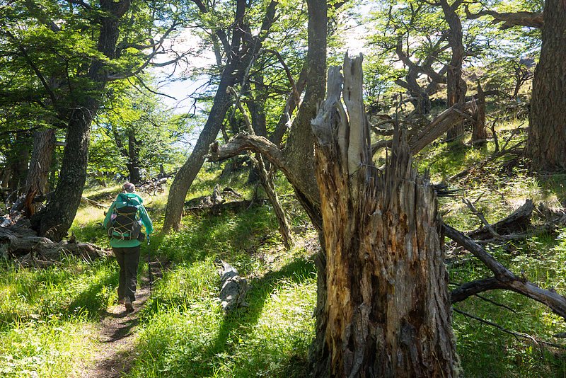 Trail through the chaotic forest